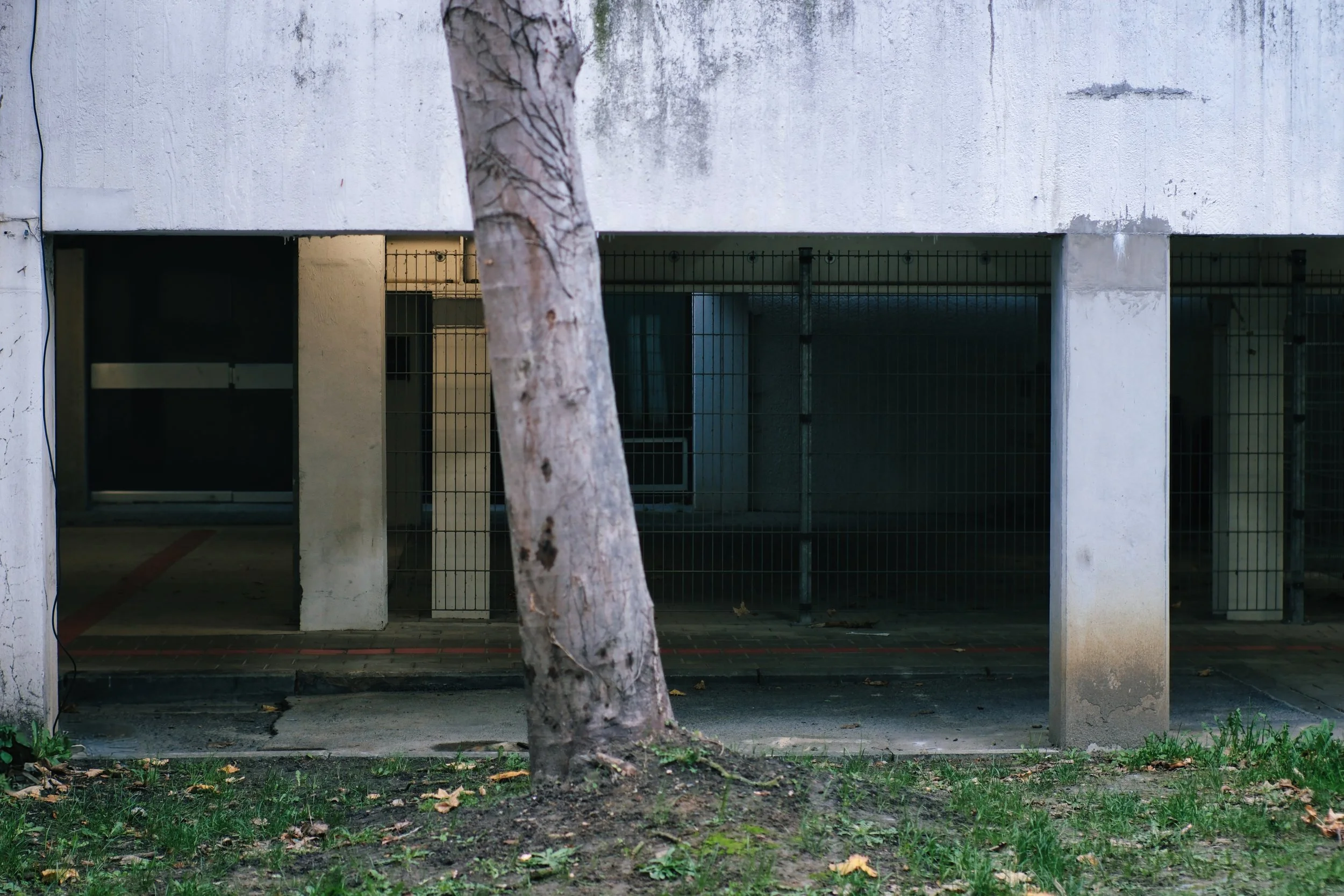 Tree in Concrete Environment - Waregem