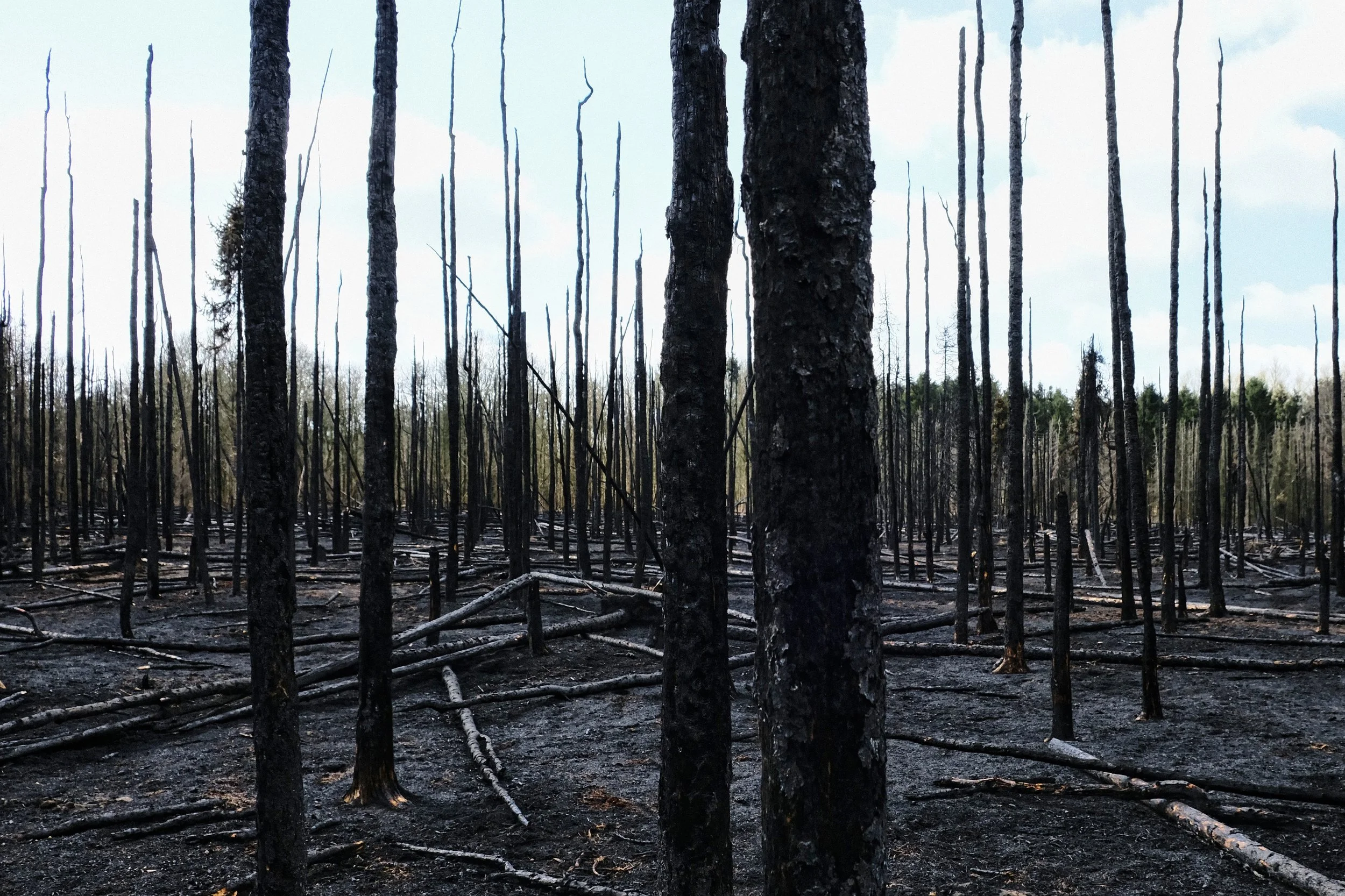 Scorched Woodlands - Take #6 - De Klinge
