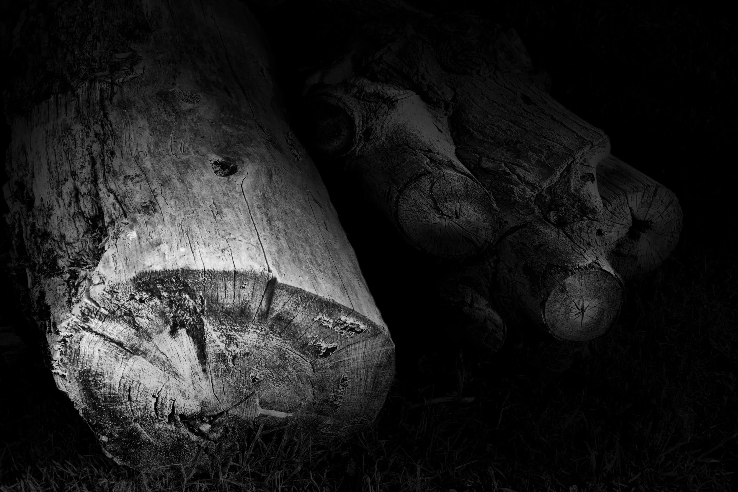 Tree Stumps - Take #5 - Dentergem