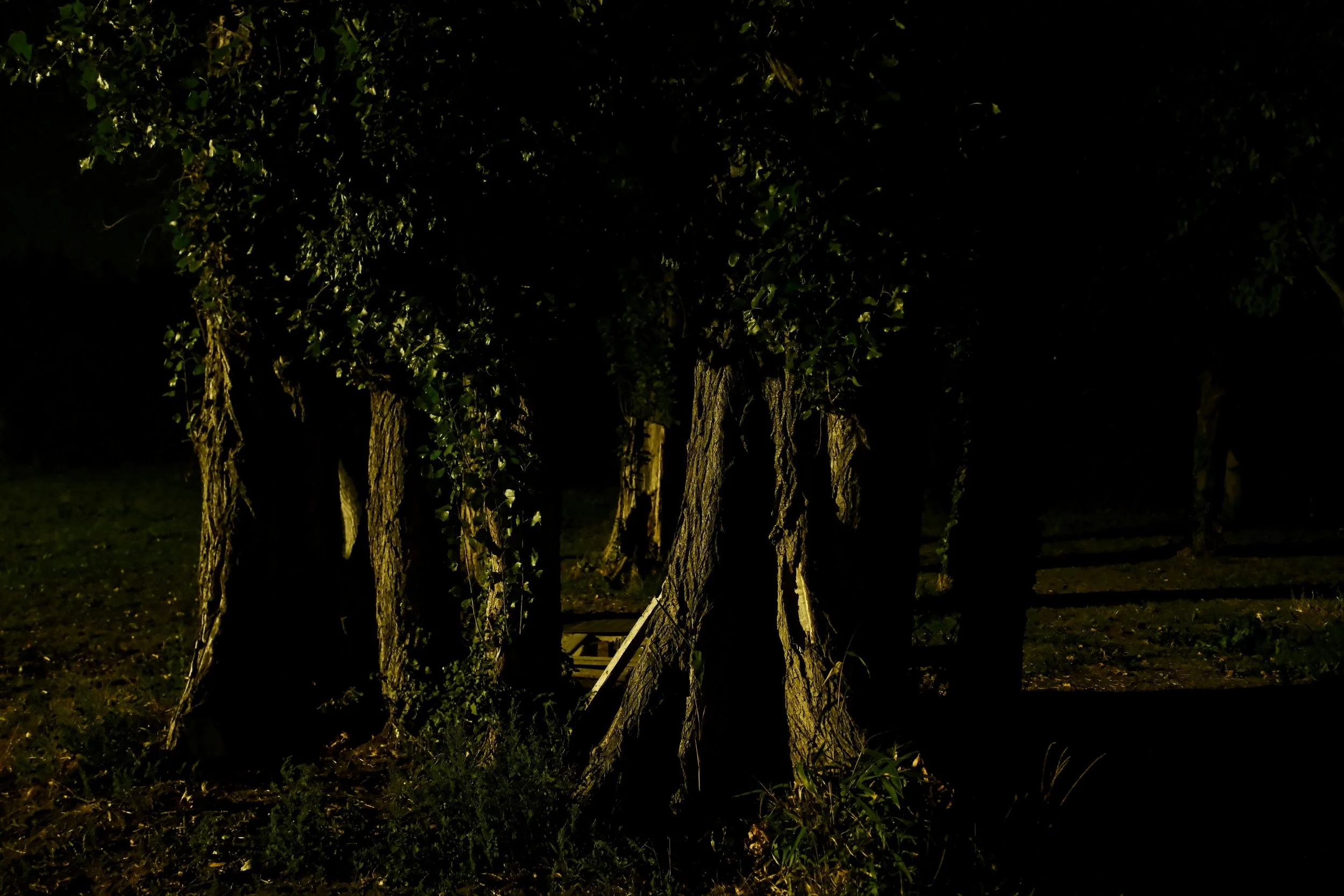 Circle of Trees - Dentergem