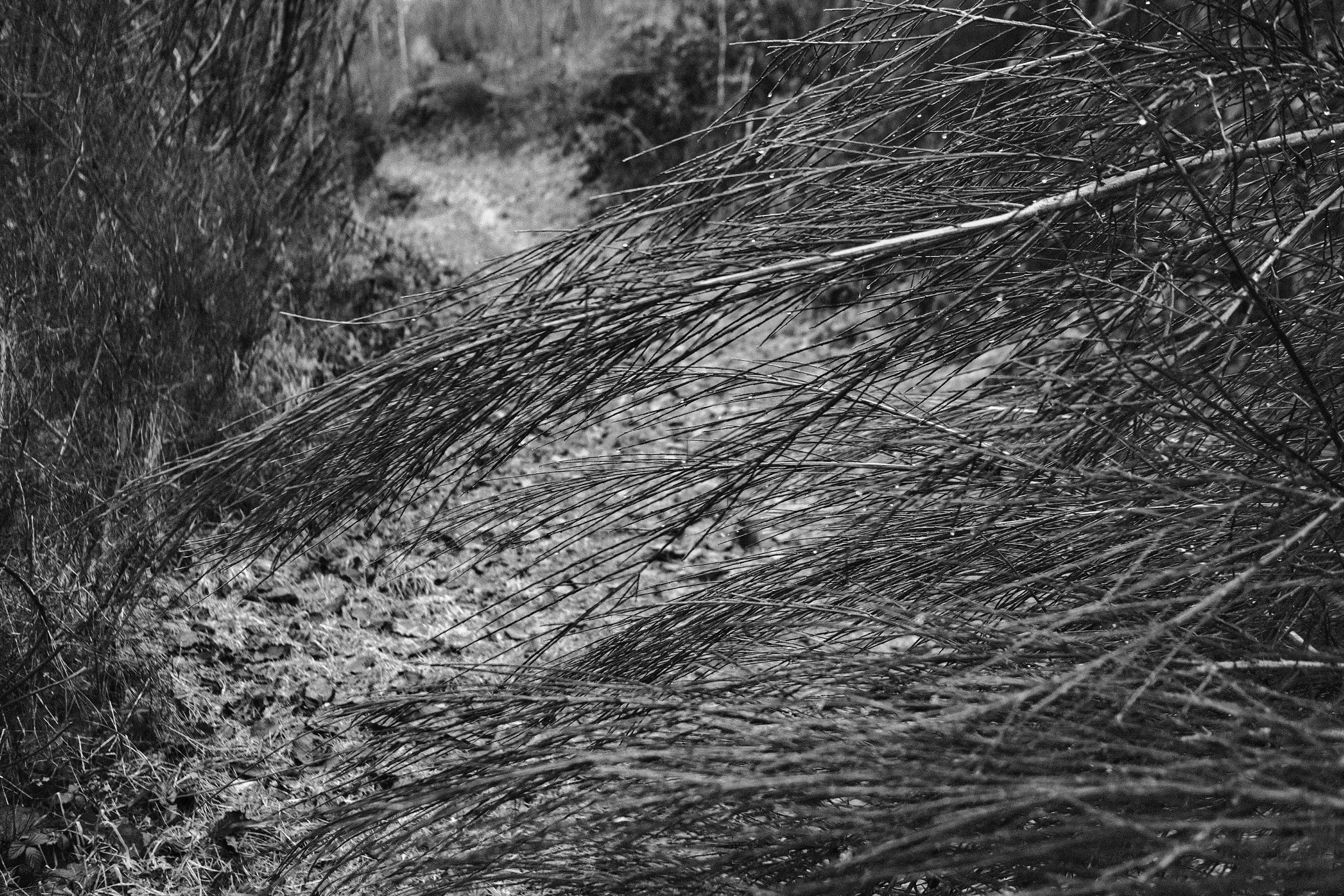 Après la Pluie - Séchery