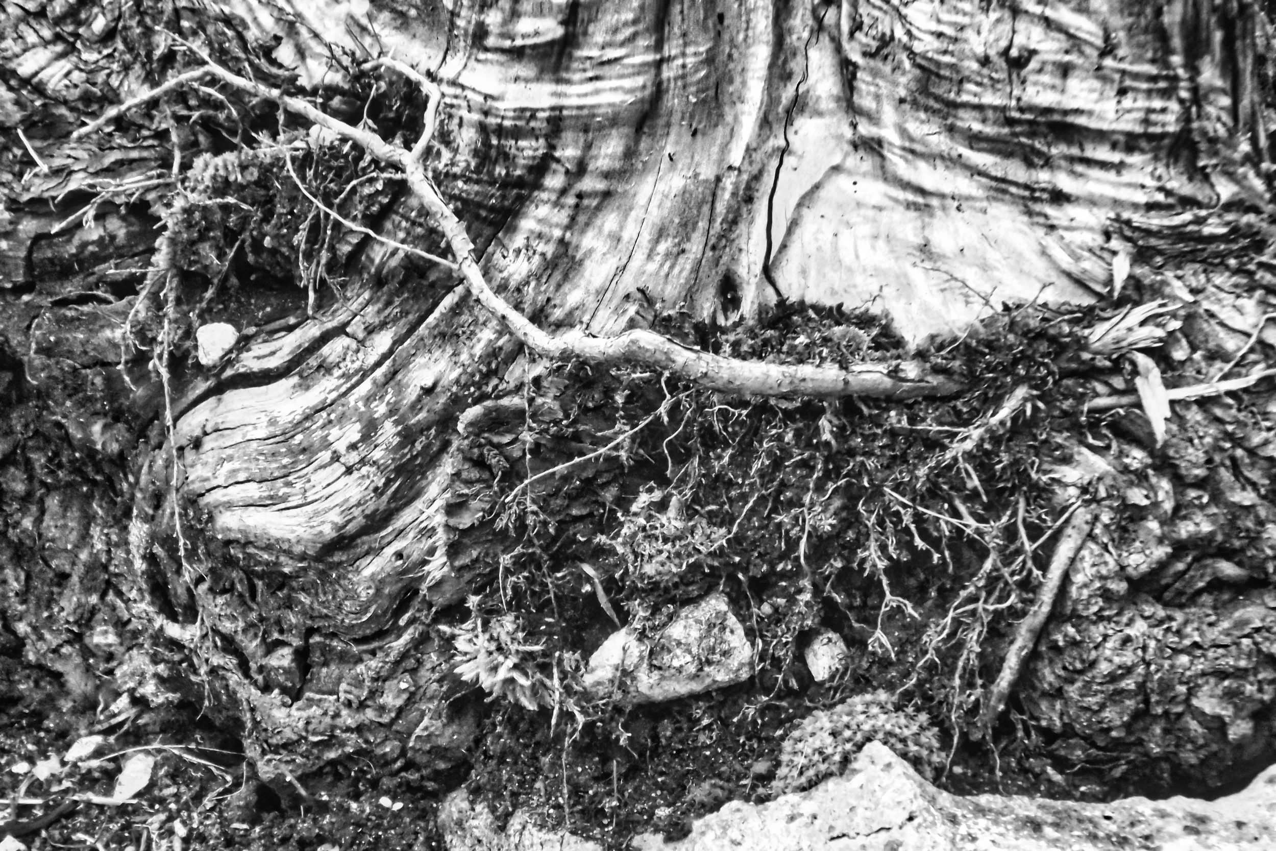 Tree Stump - Dentergem