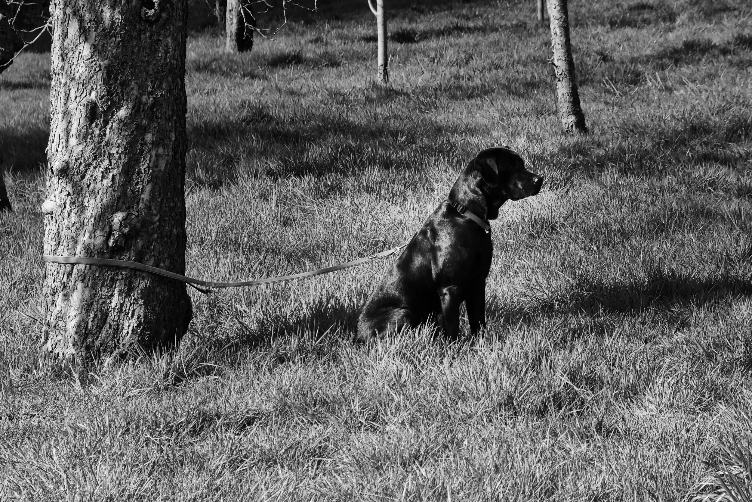Where is his Master's Voice ? - mar 2026 - Bruges