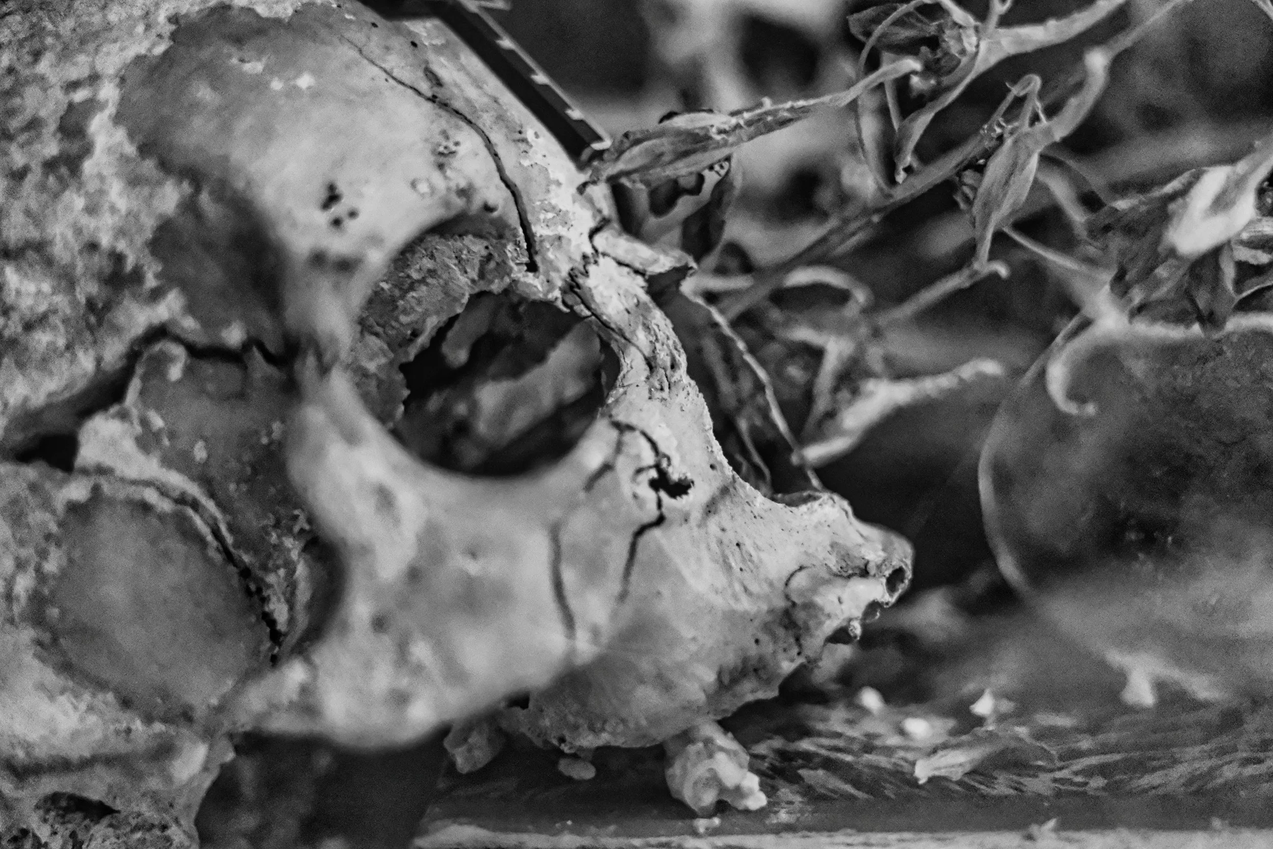 The Return to the Vanitas Theme - Studio Dentergem