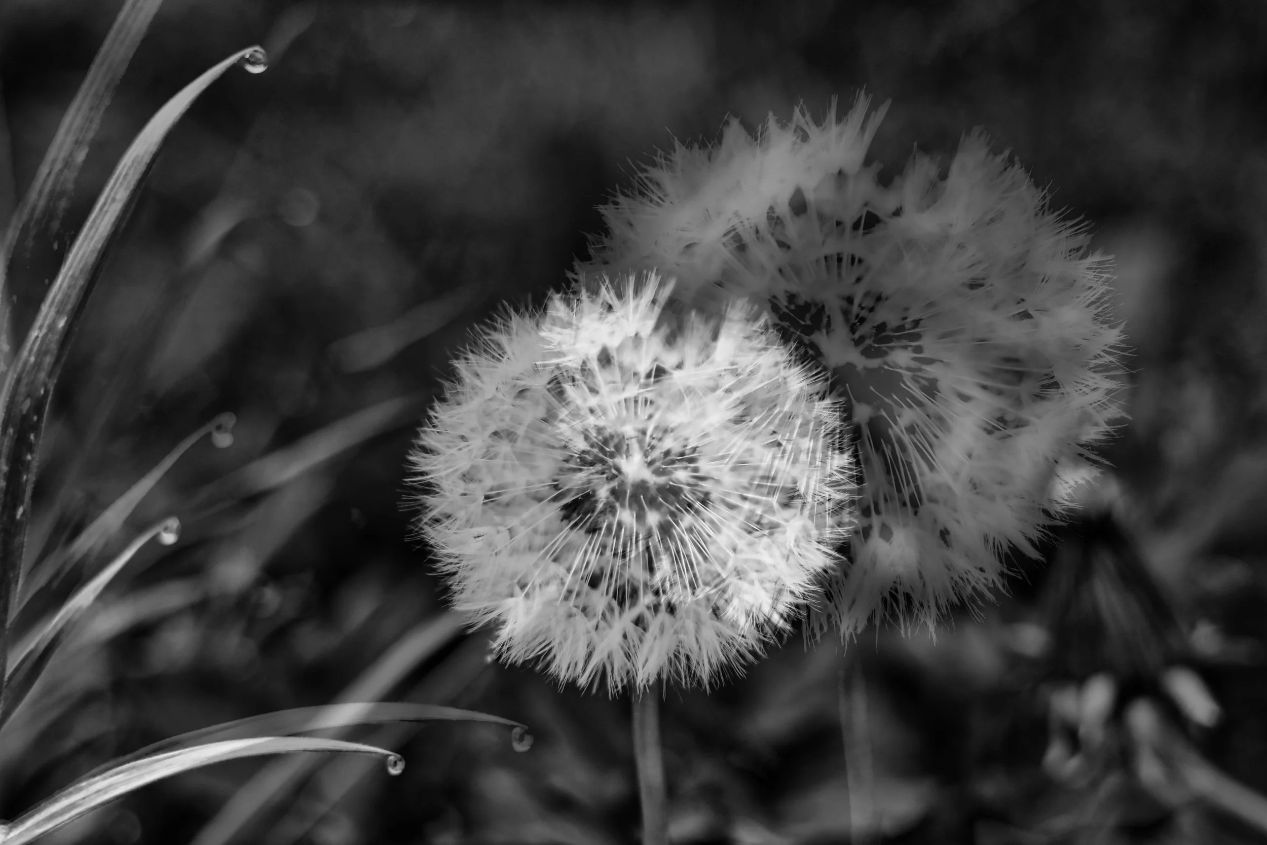 03/04/2026 - Dandelion