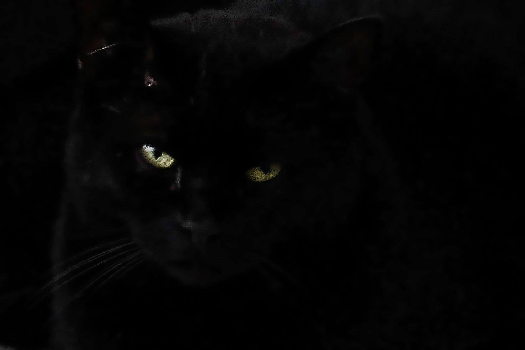 Cat's Eyes - James - Dentergem