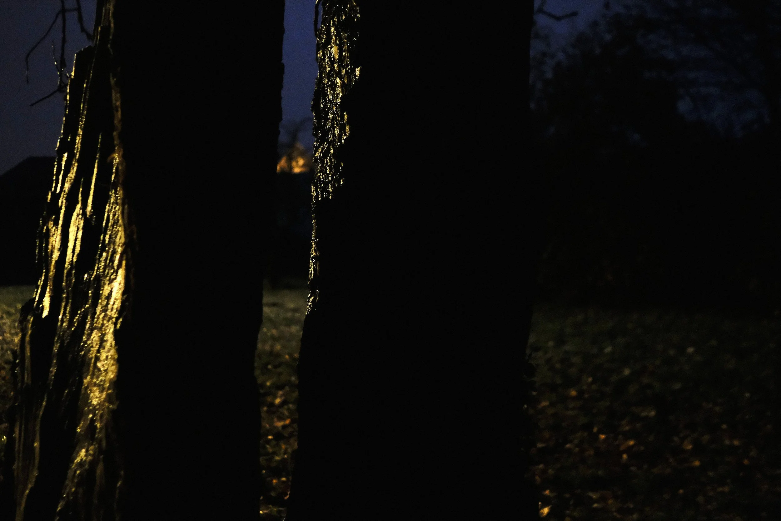 Tree after the Rain - Take #4 - Dentergem