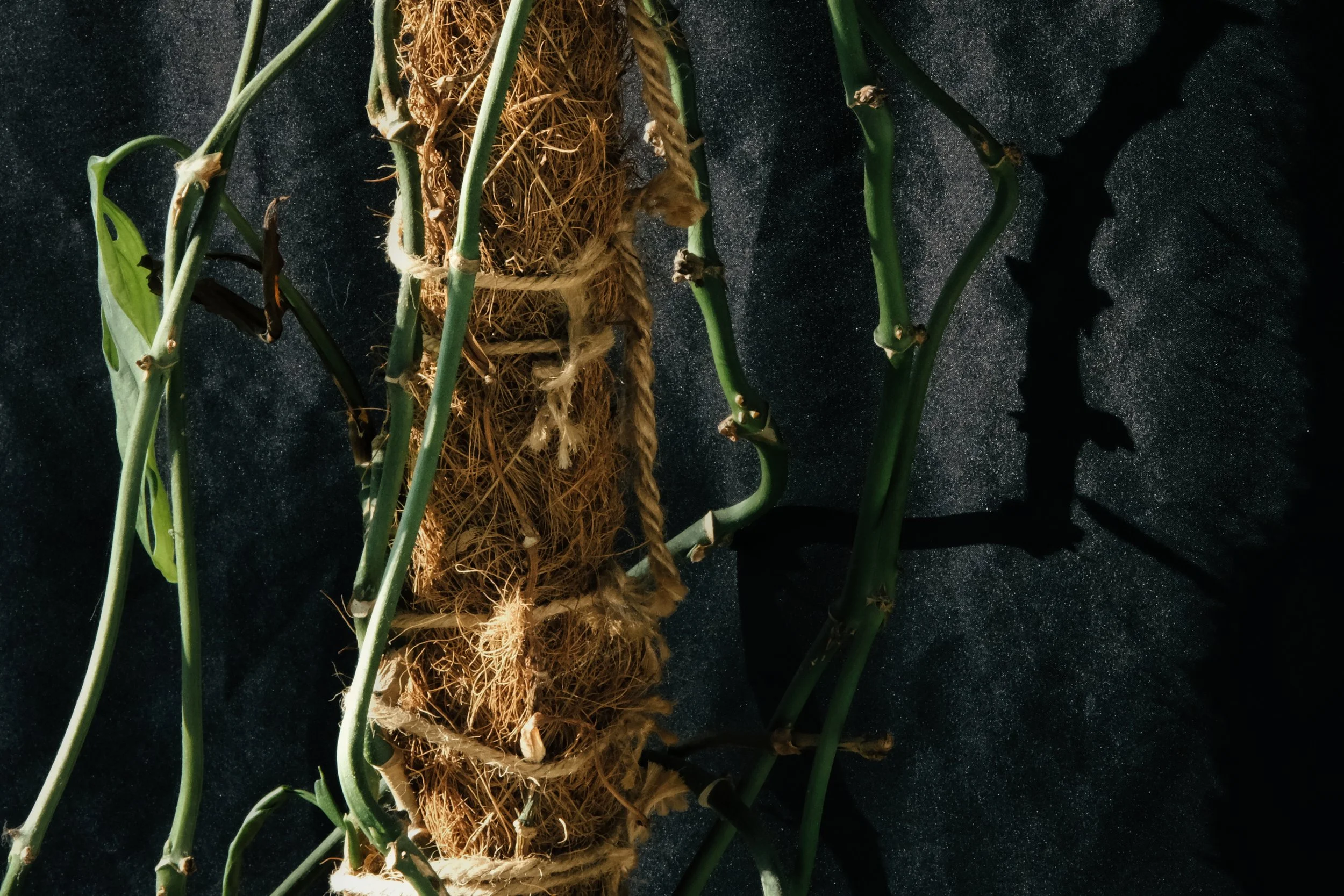 Plant and Shadow - Studio Dentergem