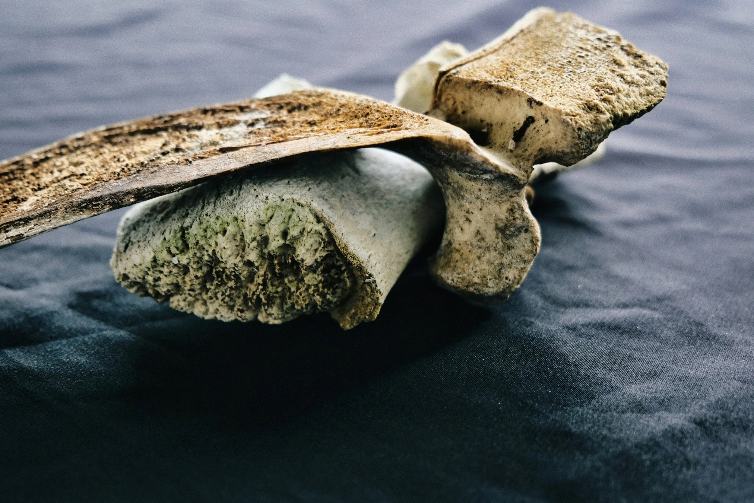 The Bone Catalysator - Take #2 - Studio Dentergem