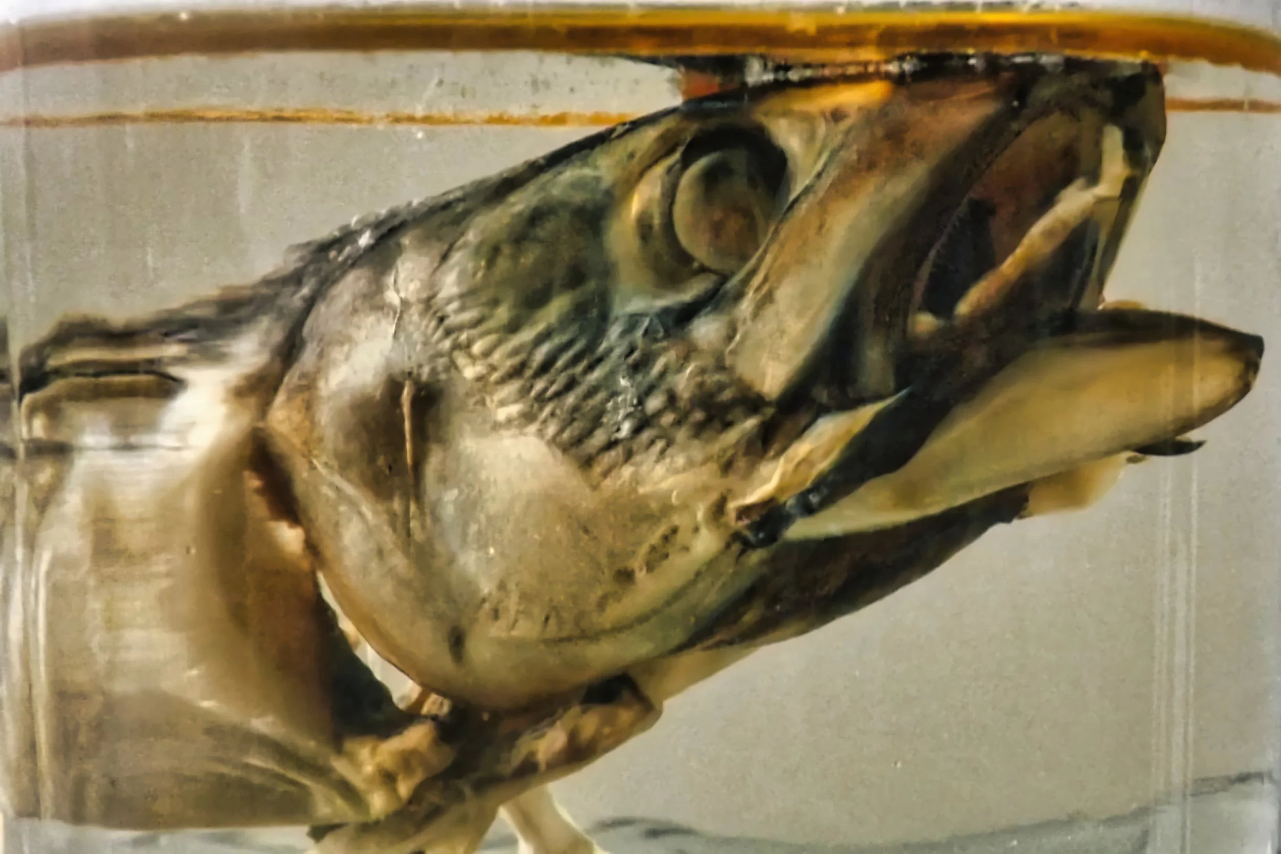 Dead Fish Swimming - Studio Dentergem