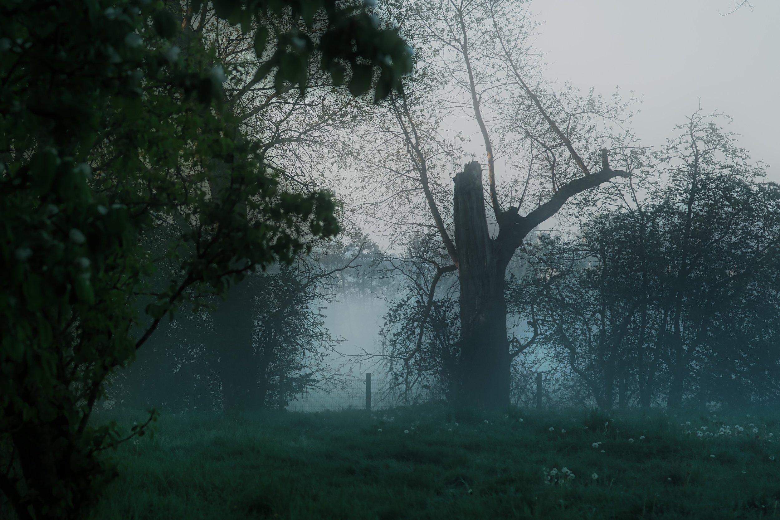 Misty Photograph - Take #2 - Dentergem