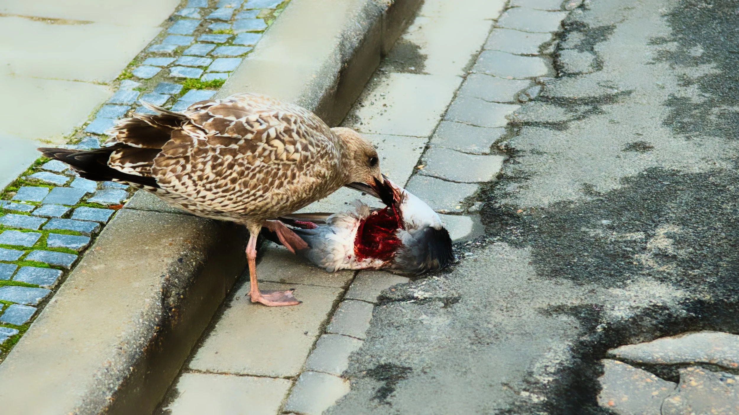 Pigeon for Dinner - Ostend