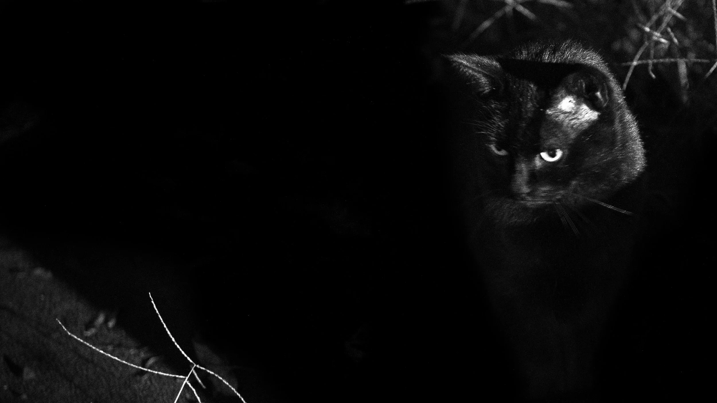 James after Dark - Molenbaix