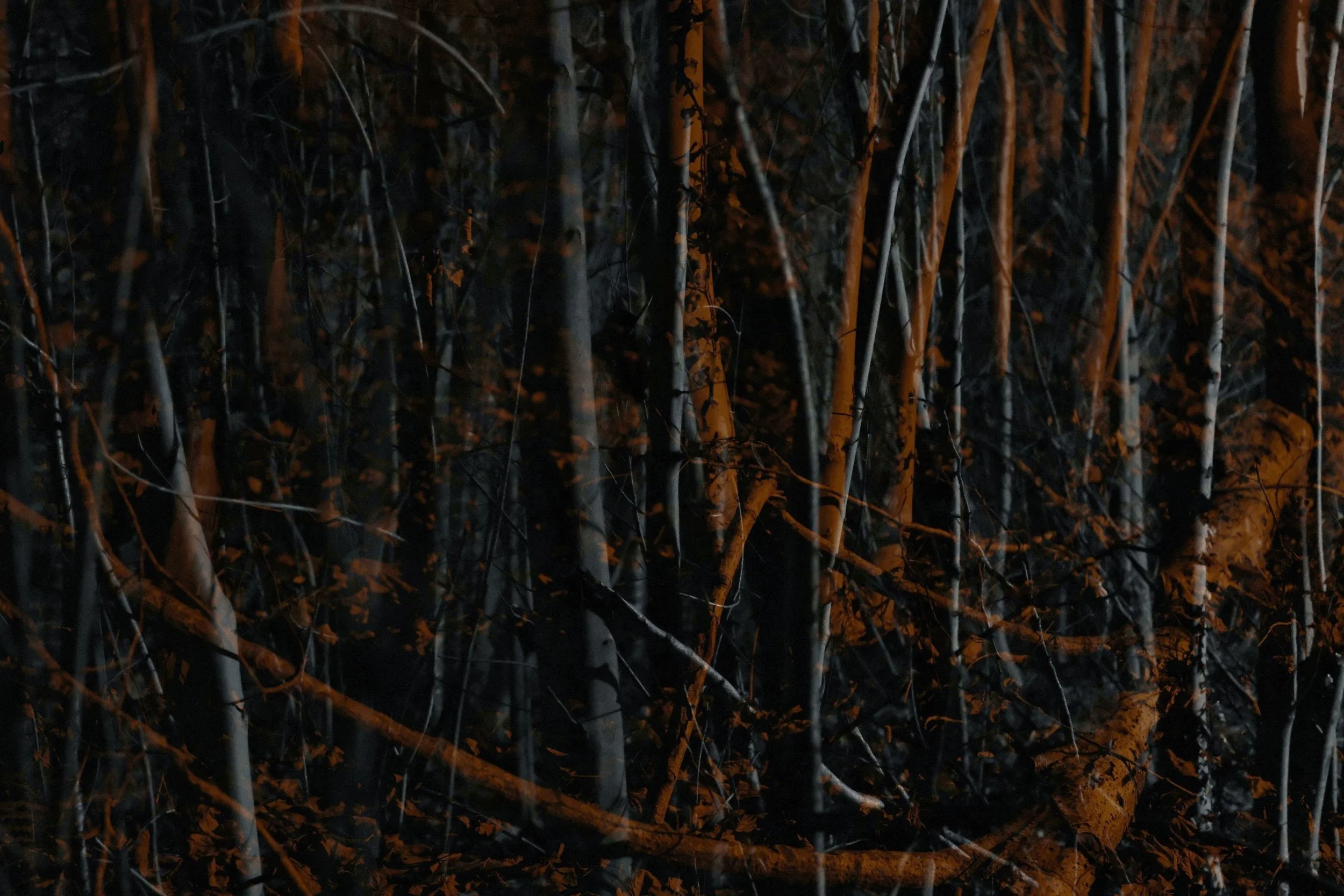 In the Woods - Geraardsbergen