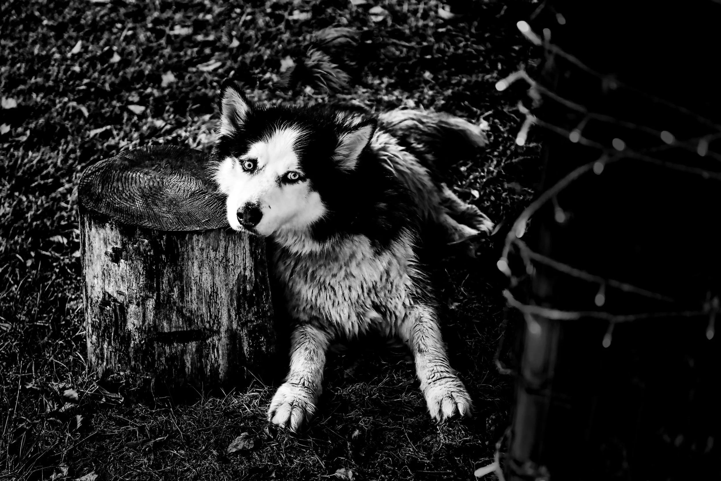 Dog = God spelled backwards - Beernem