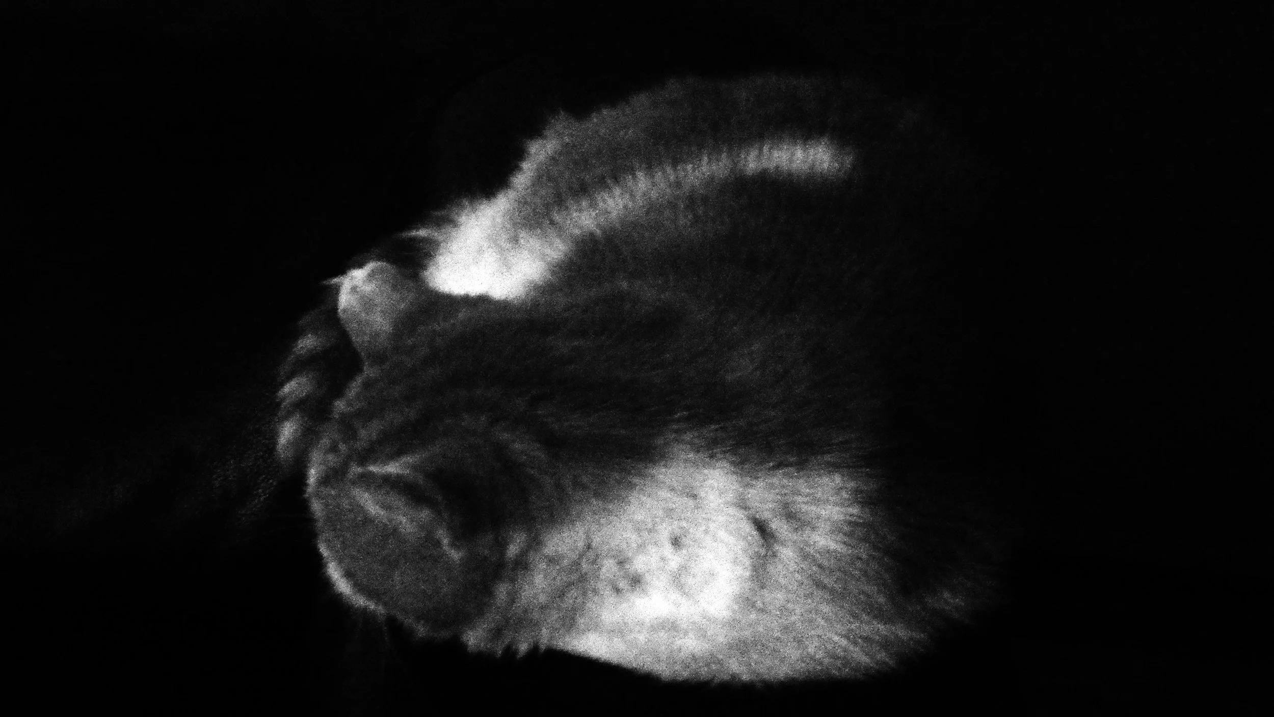 A Cat will always be a Cat - Studio Dentergem