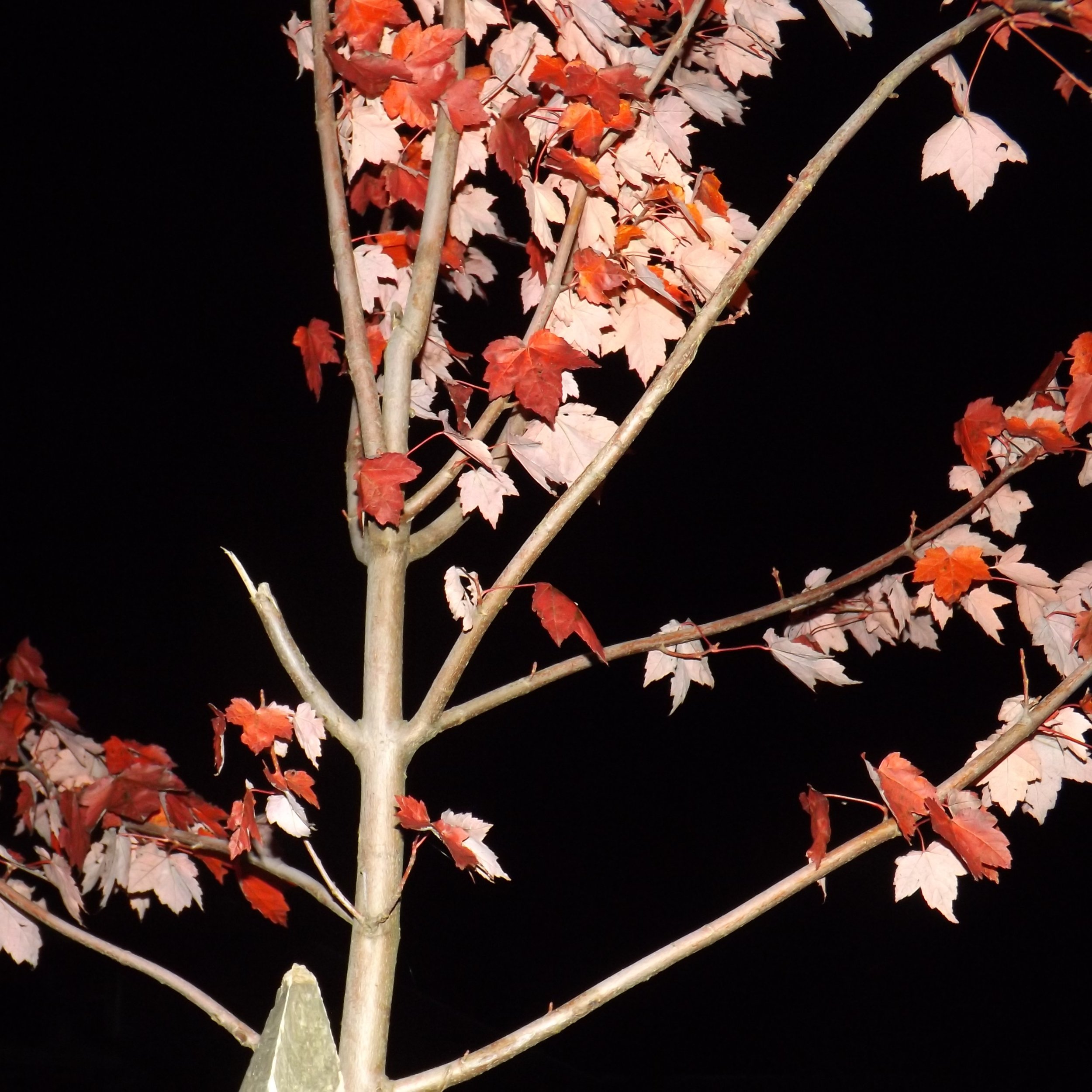 Detail of a Tree - Dentergem - 2024
