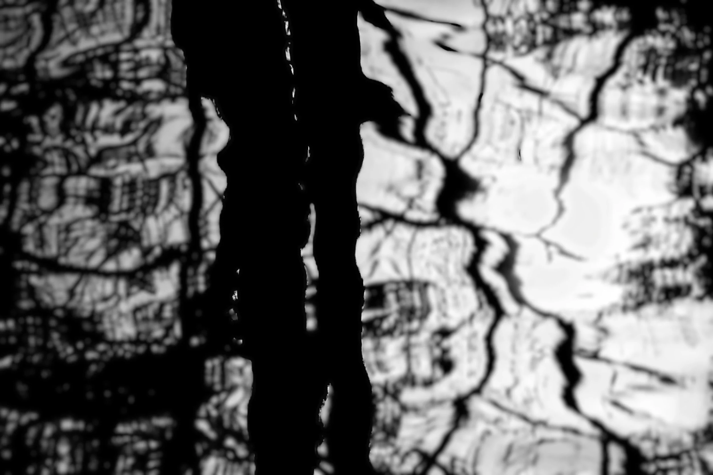 Distorted Tree - Beernem