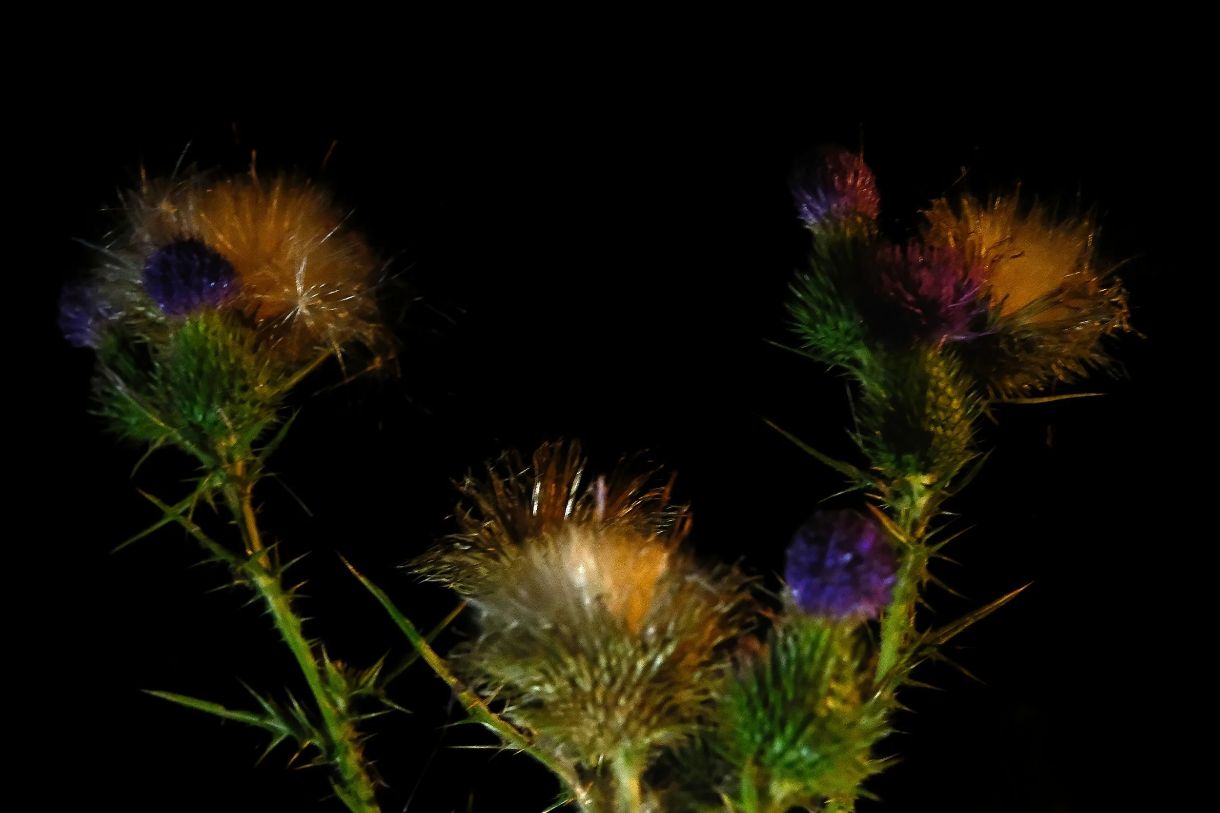 14/08/2026 - Nightvisions - In my Garden