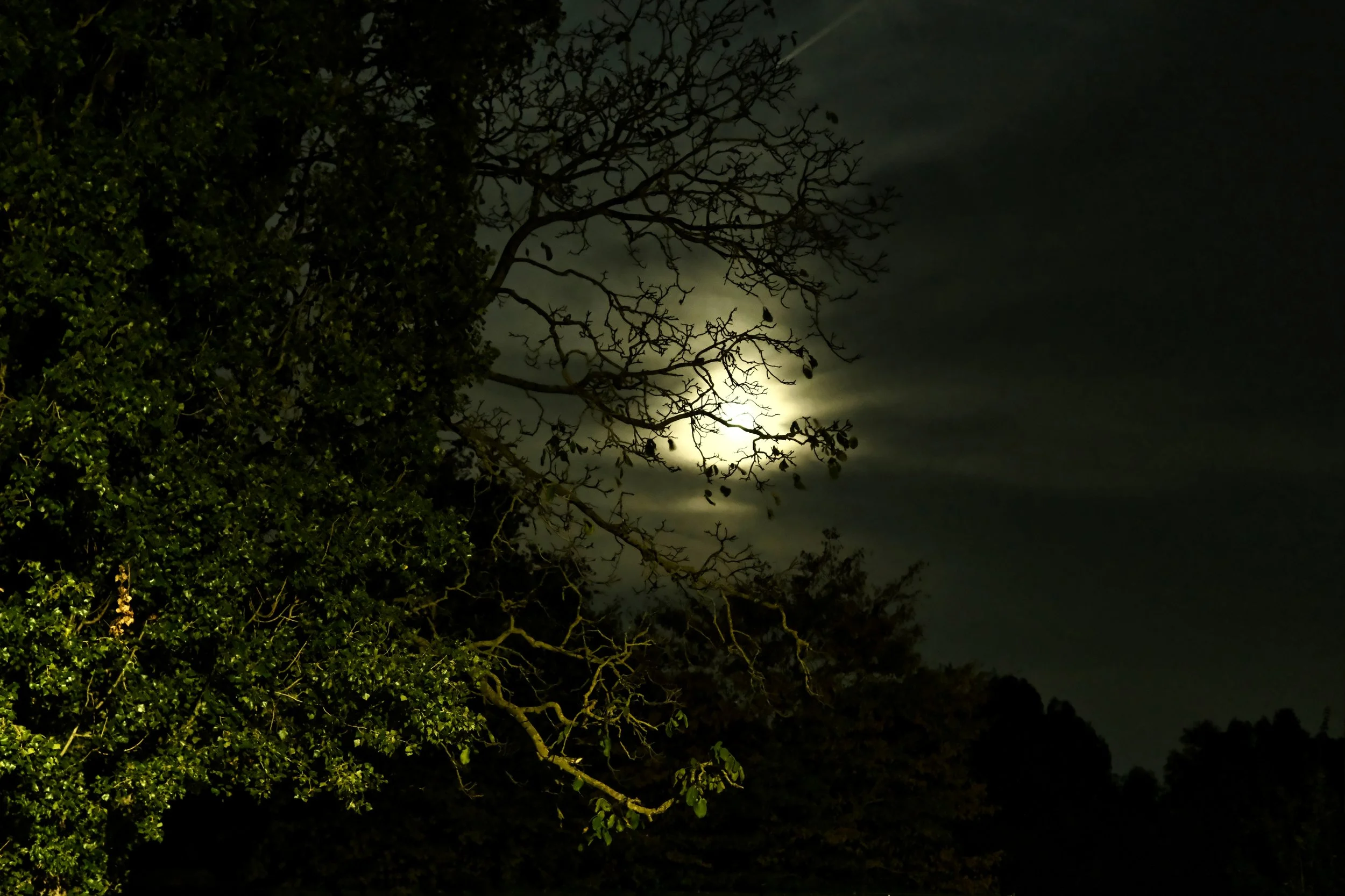 Secret Garden - Dentergem