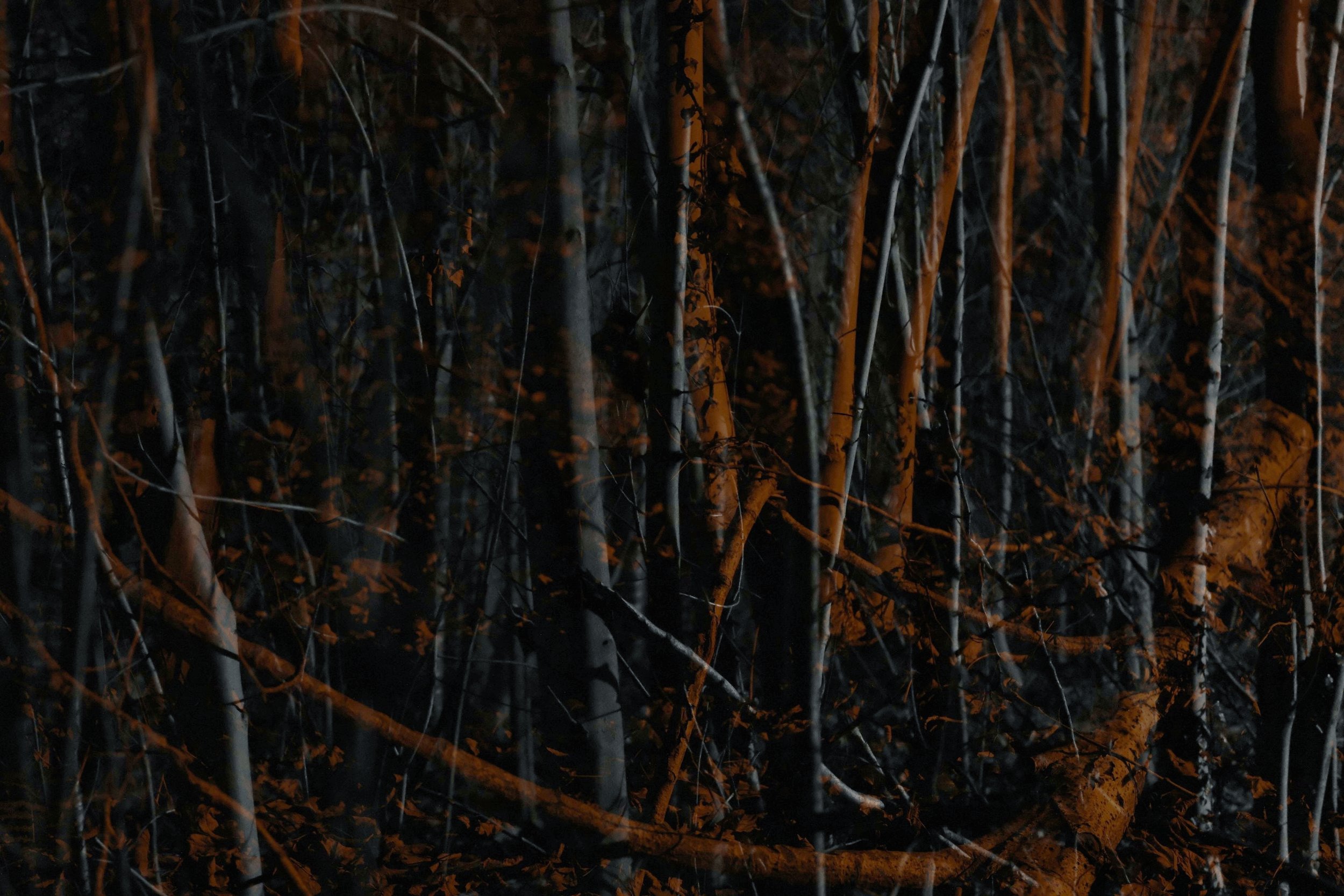 In the Woods - Geraardsbergen