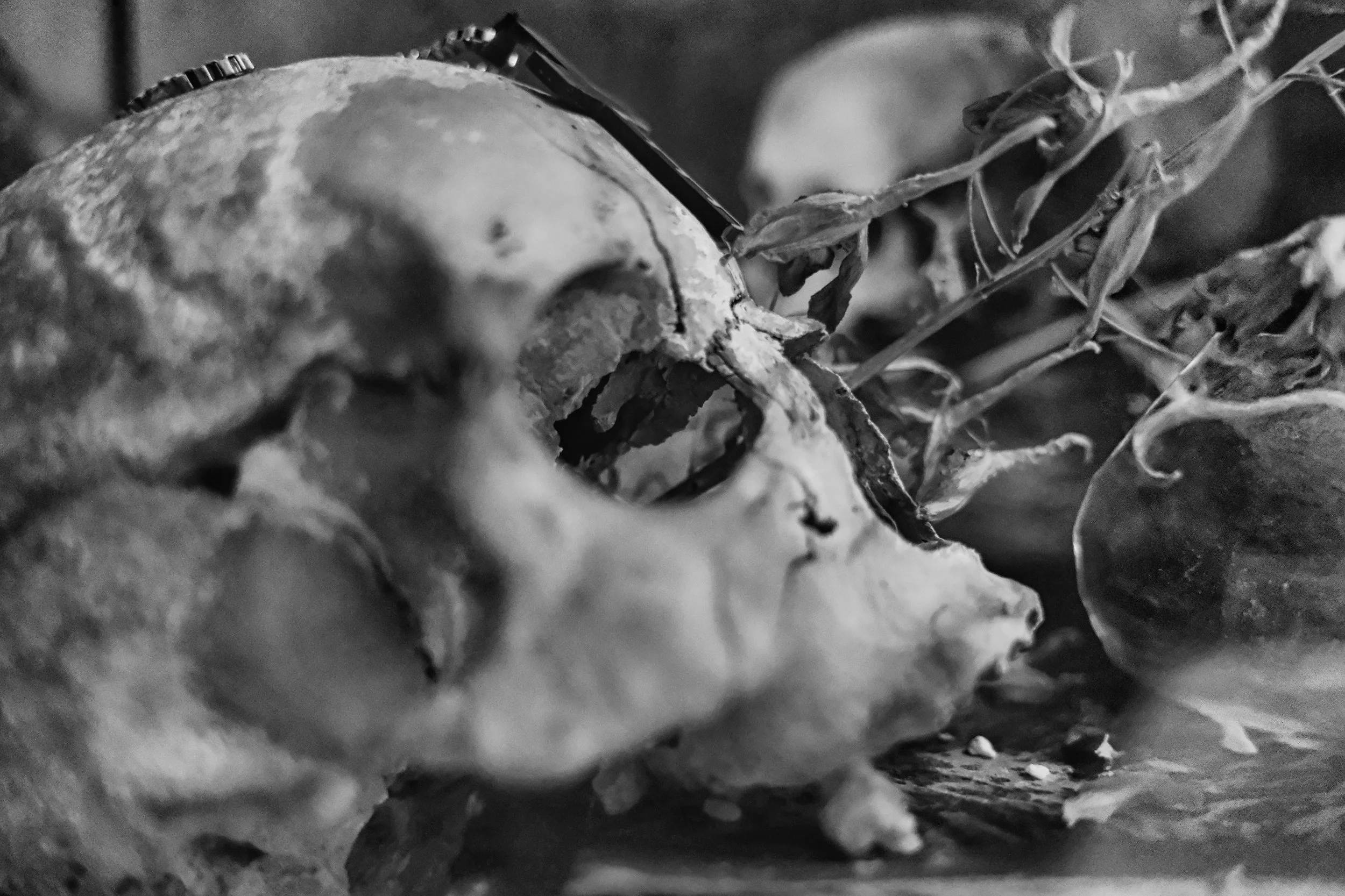 The Return to the Vanitas Theme - Take #3 - Studio Dentergem