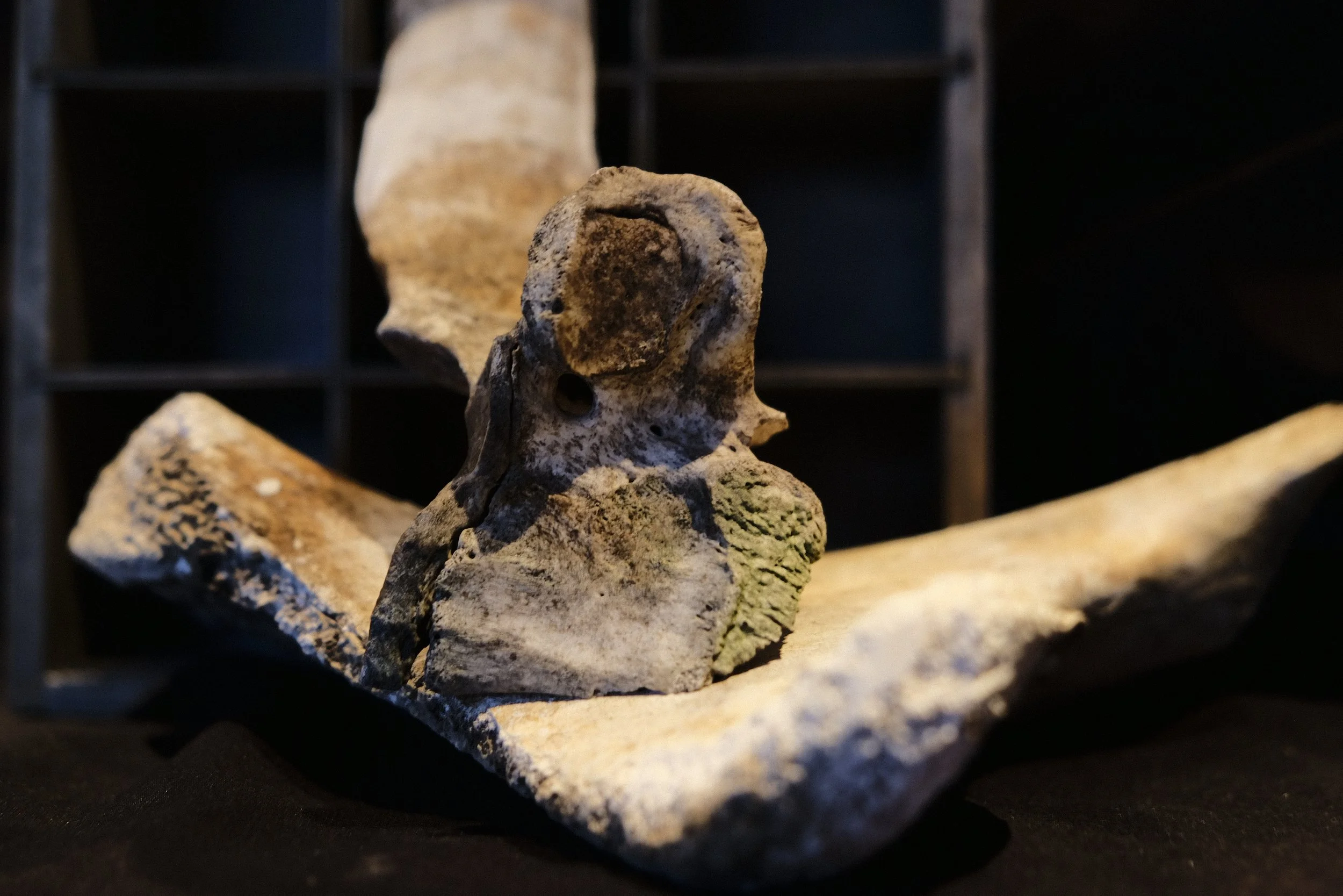 Bone Collection - Studio Dentergem