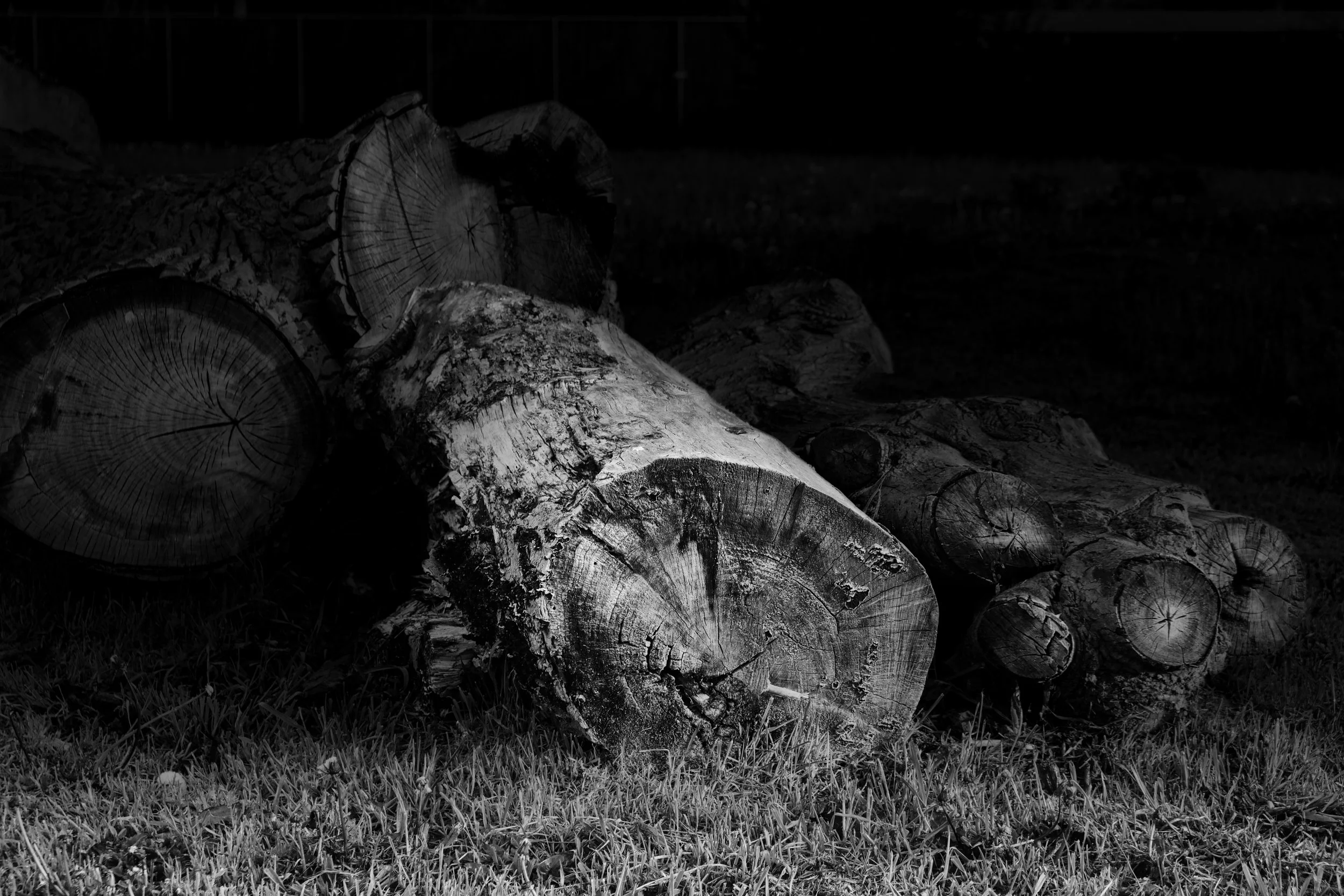 Tree Stumps - Take #3 - Dentergem