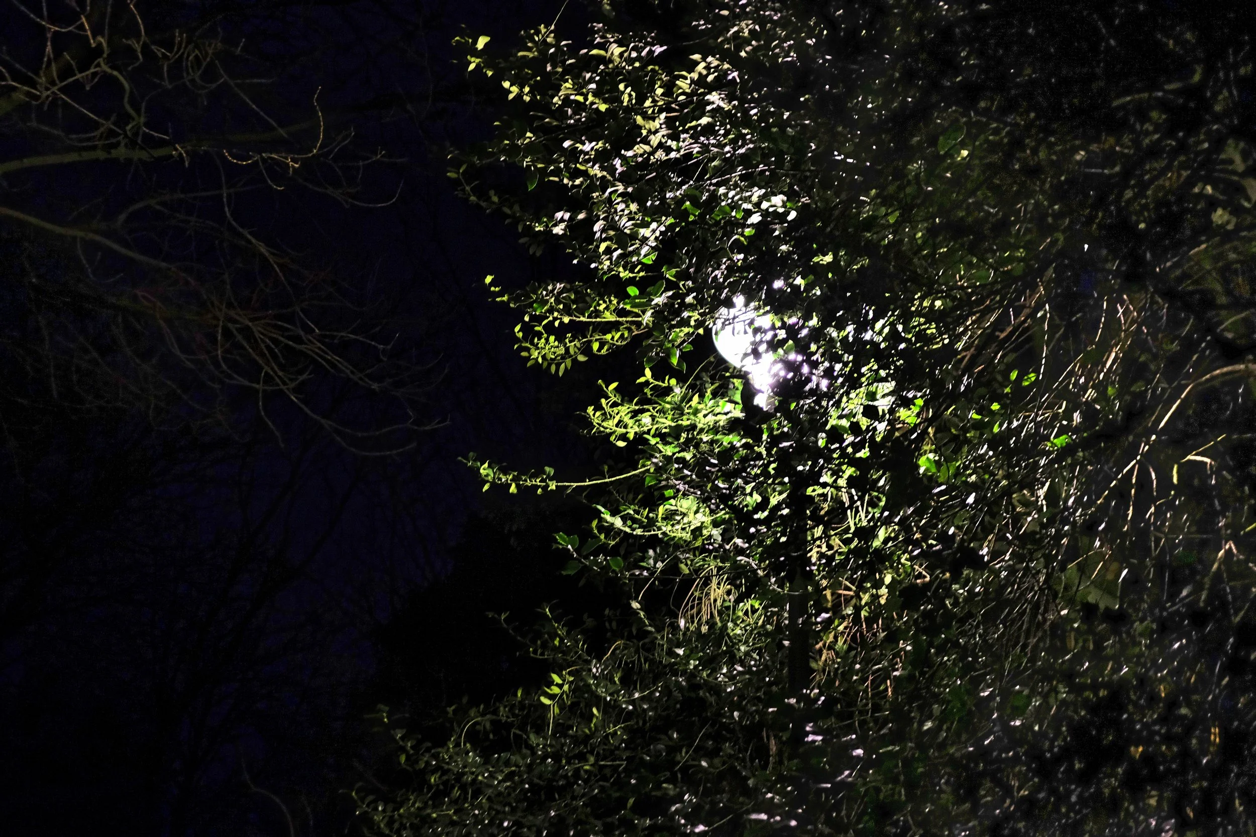 Tree with Backlight - Take #11 - Tielt