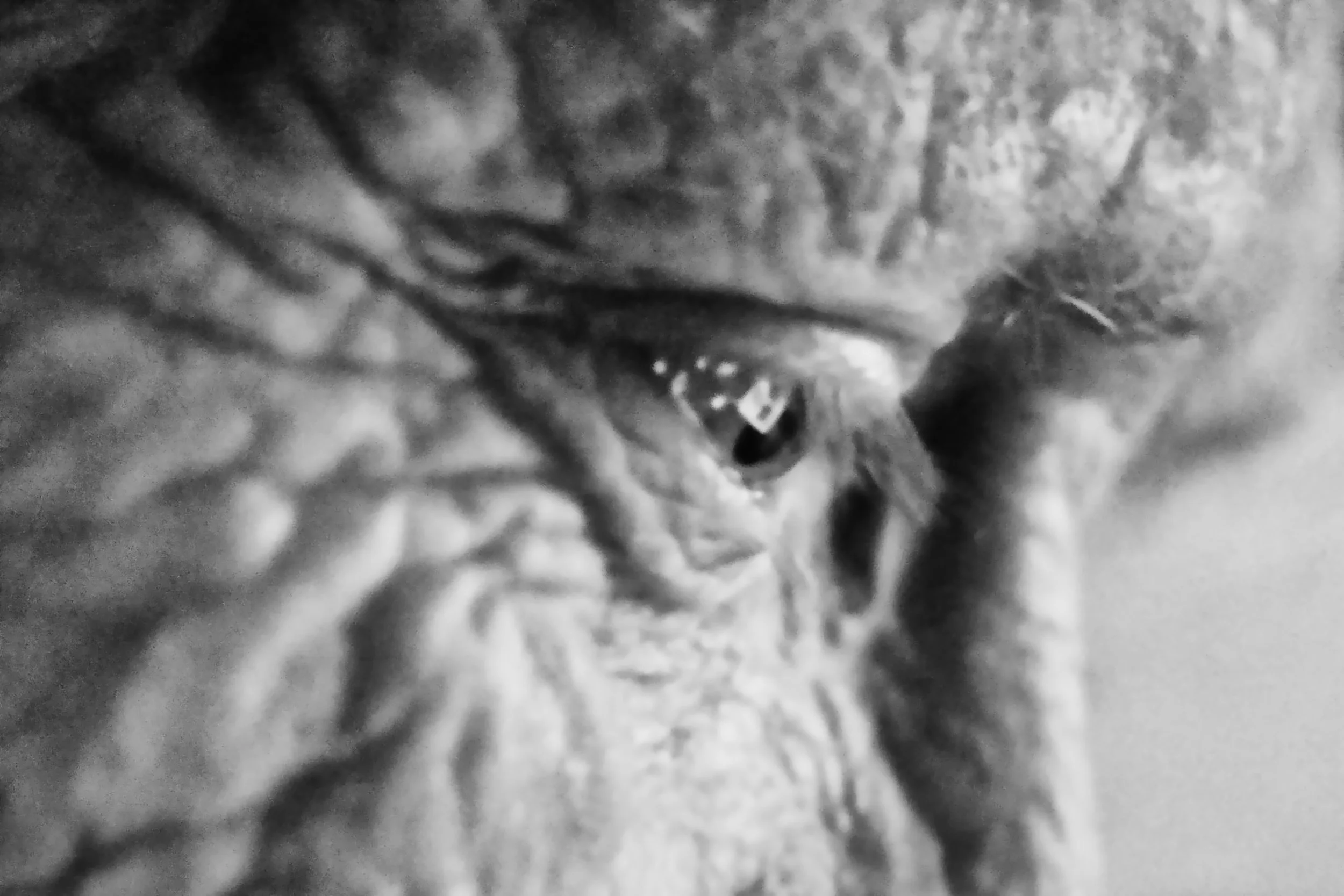 Eye of an Older Lady - Roeselare