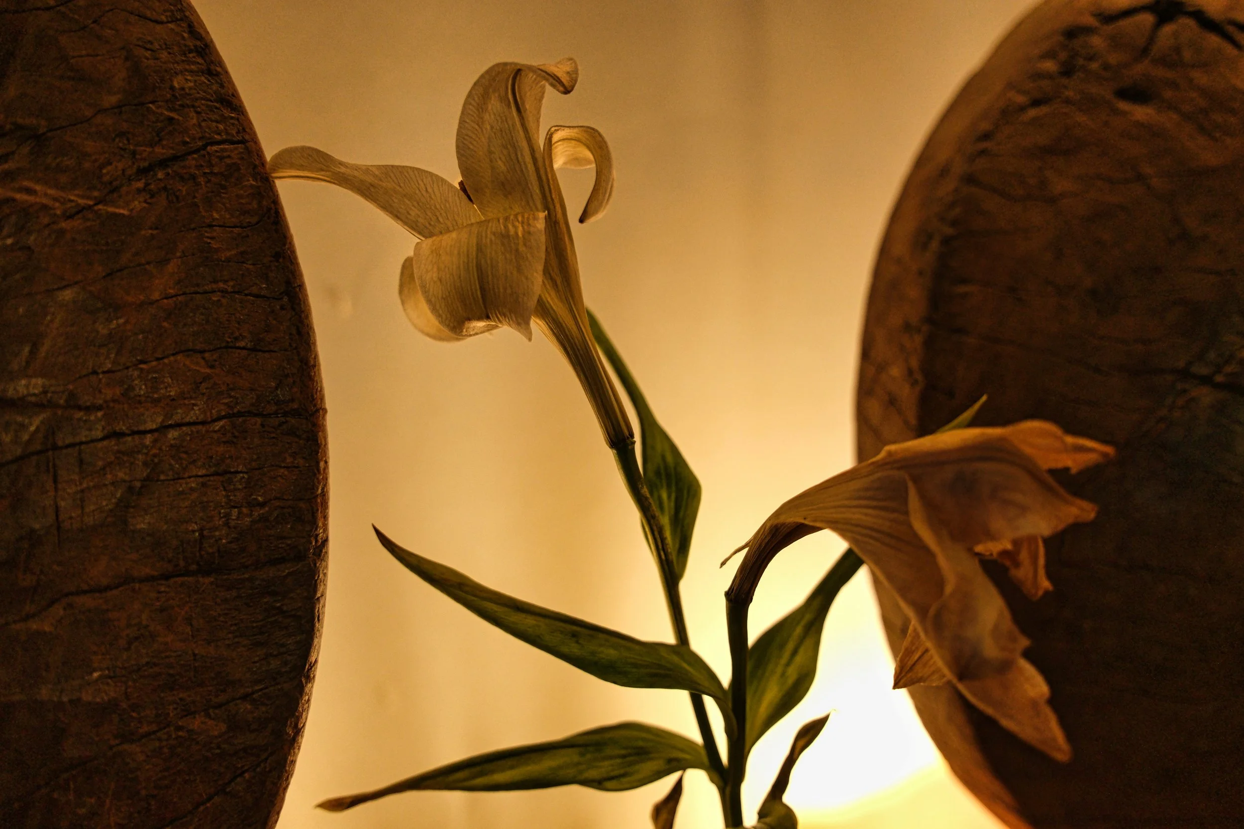 Wilted Lilies - Studio Dentergem