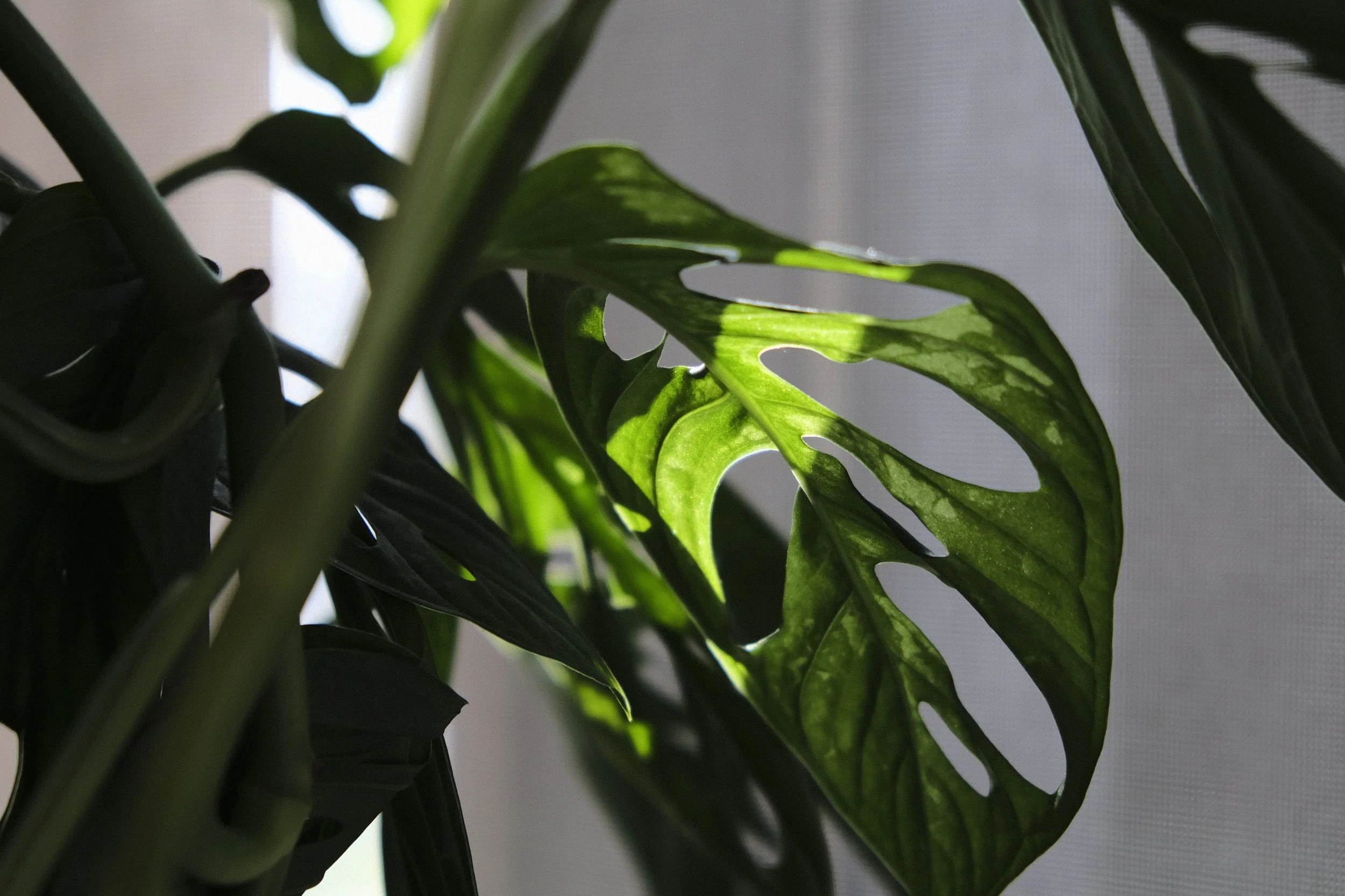Monstera Obliqua - Detail - Studio Dentergem