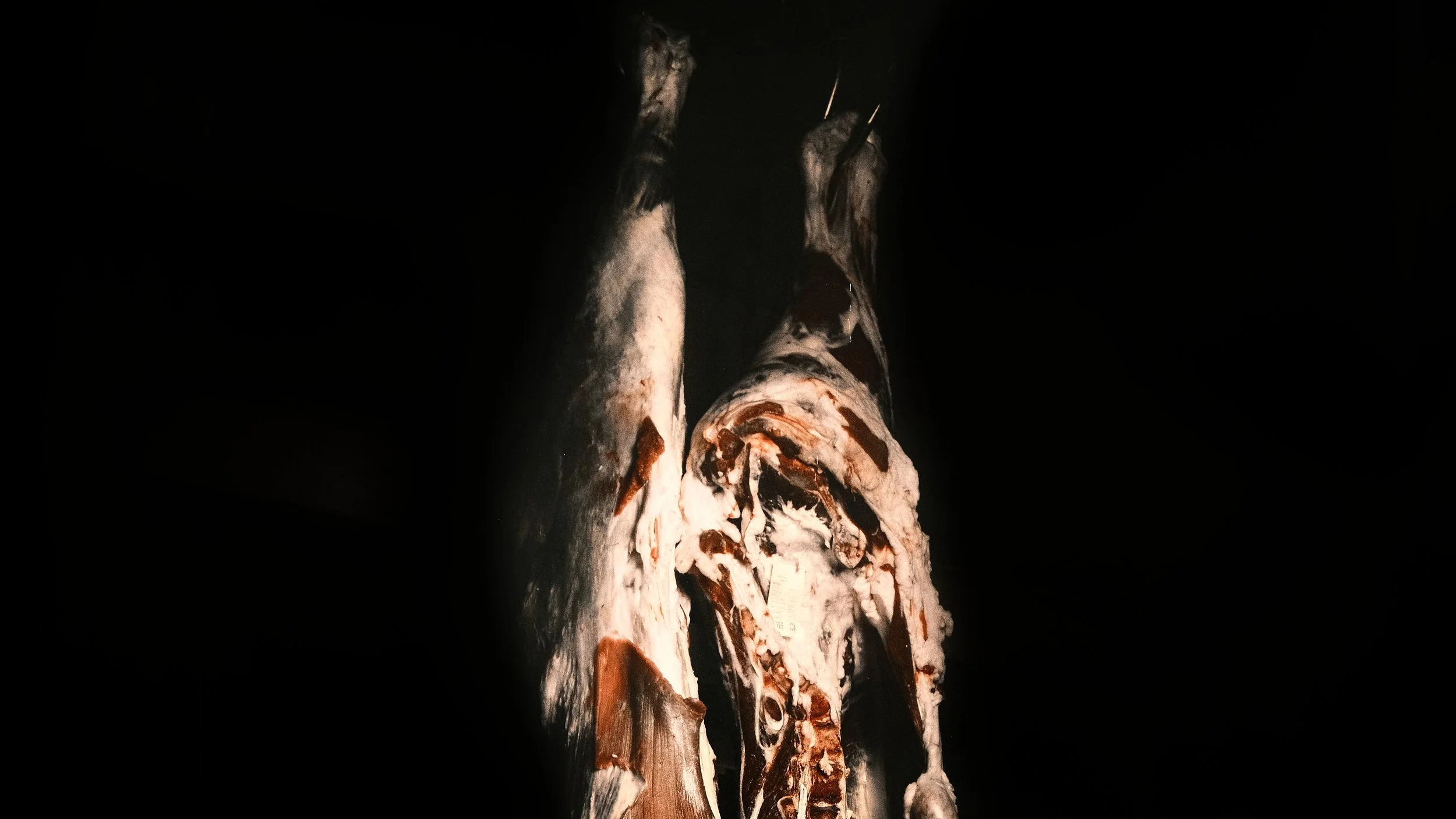 Corpus I - Courtesy Danielle Van Zadelhoff - Damme