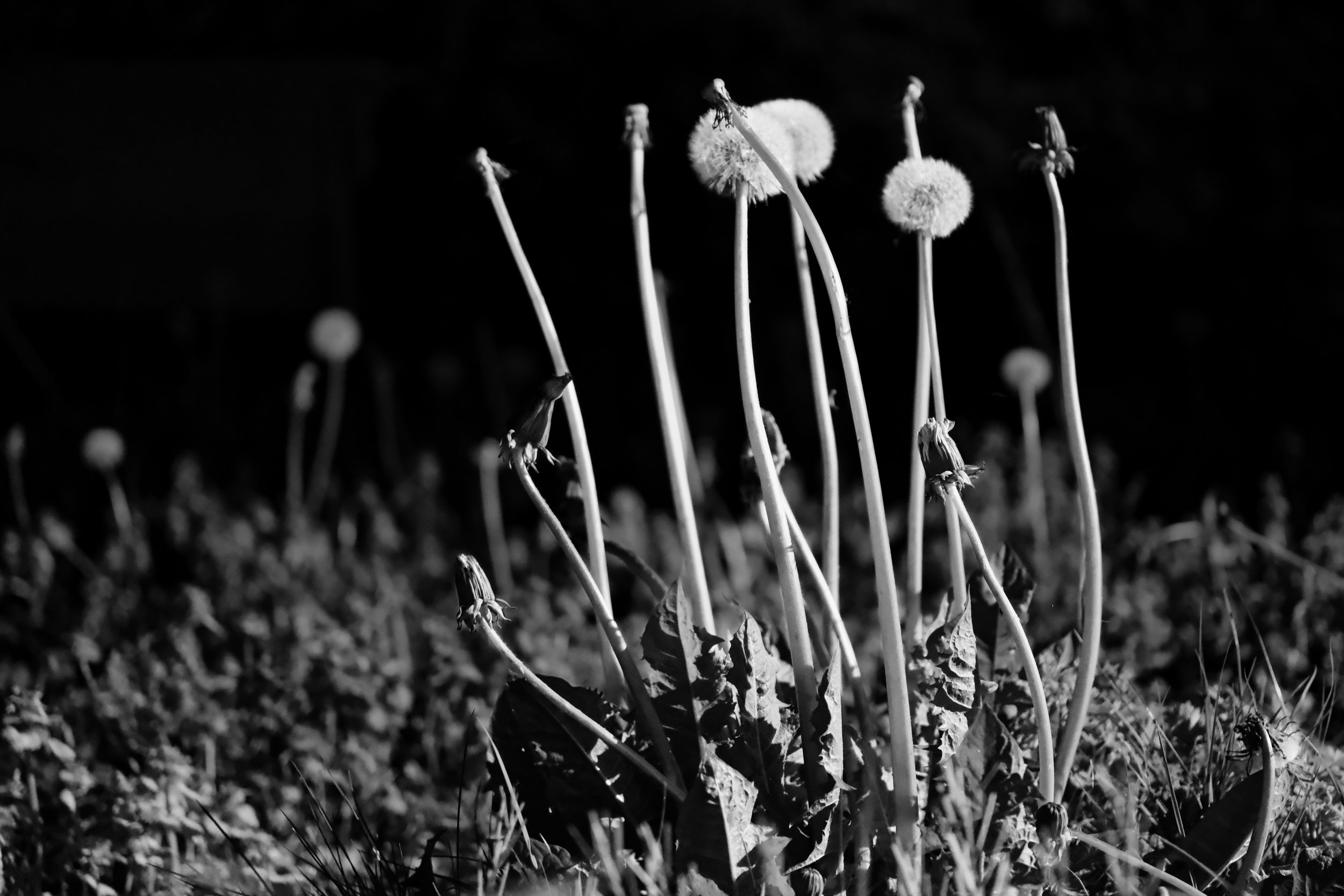 Nightflowers - Take #2 - Dentergem