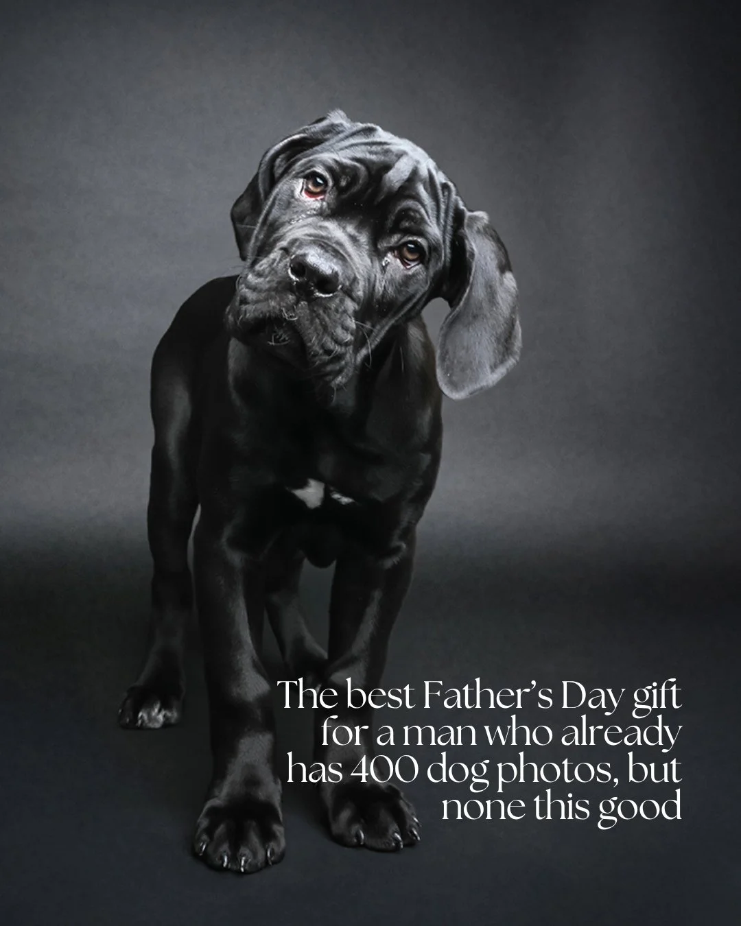 Fathers day dog 3.jpg