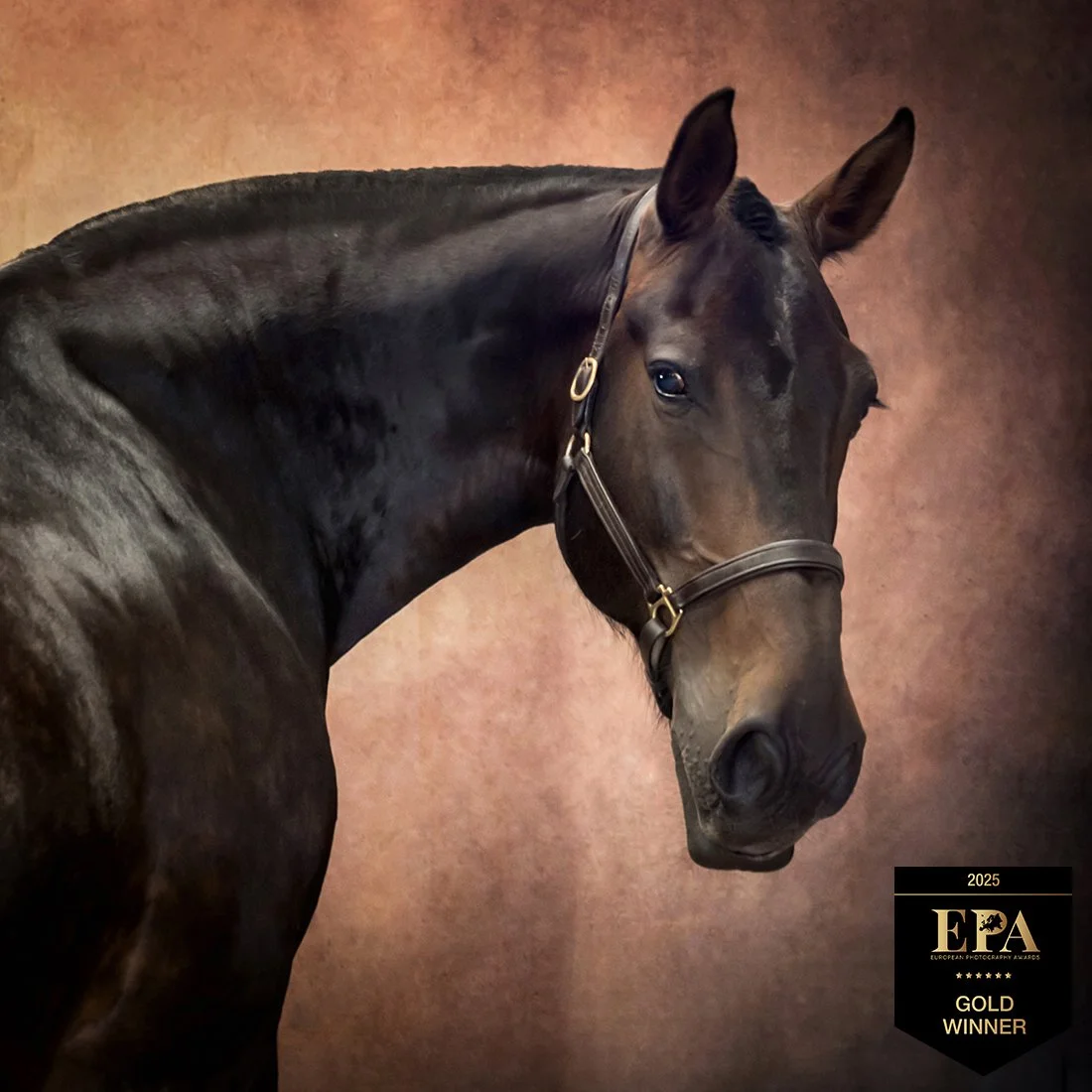 Equine Portrait Gift Voucher