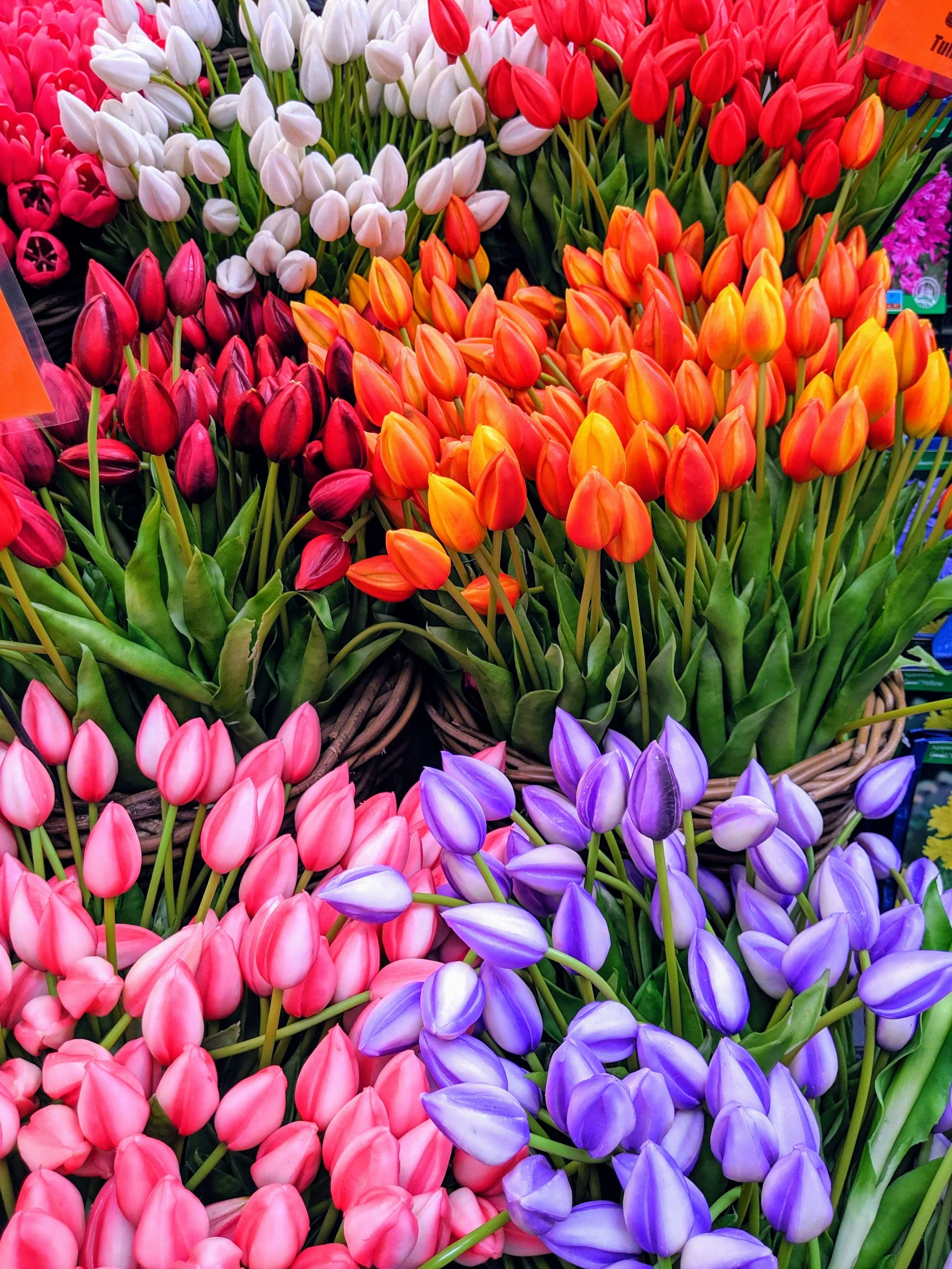 bunches of red, orange, pink, and purple tulips