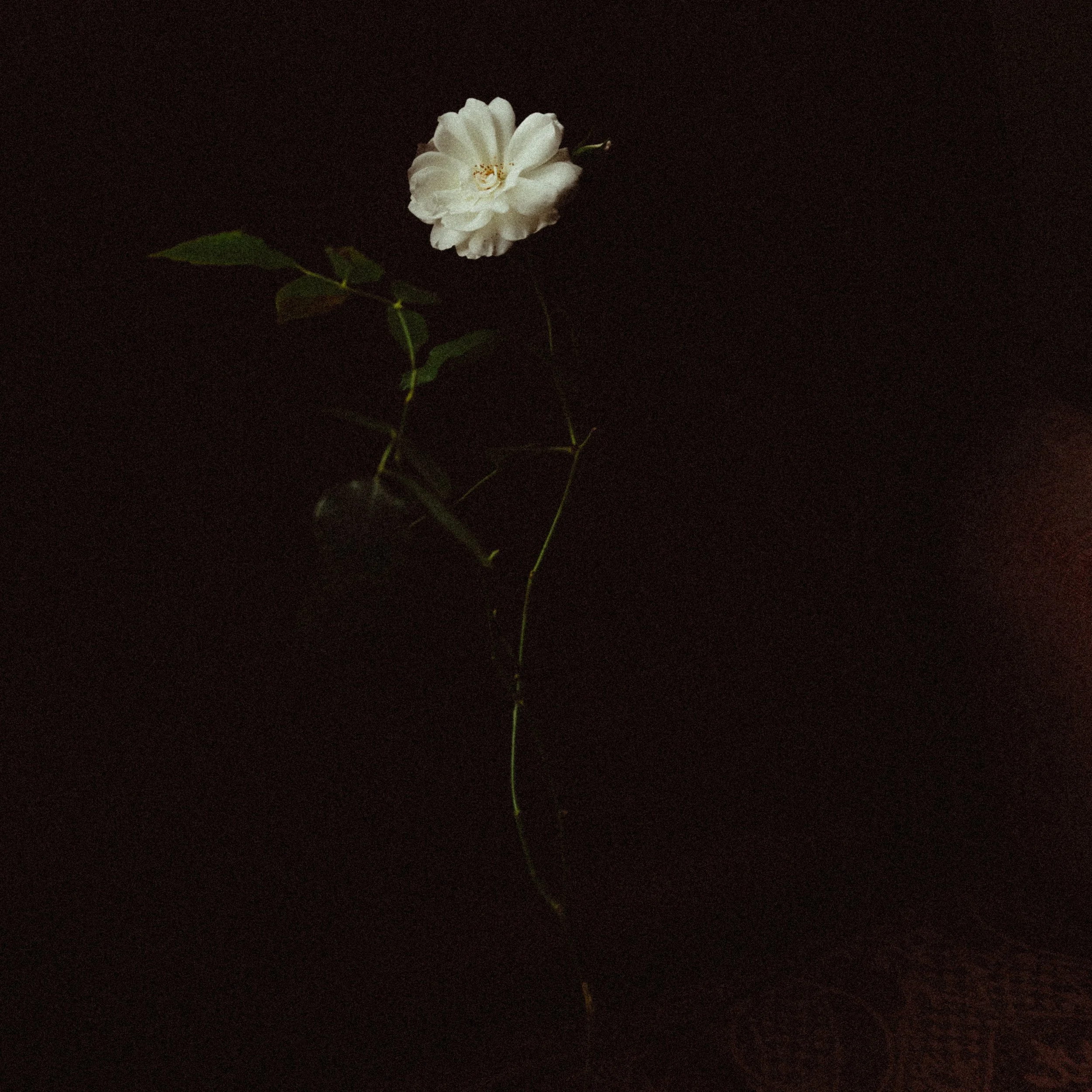 GRETEL - unbloom live-3479.jpg