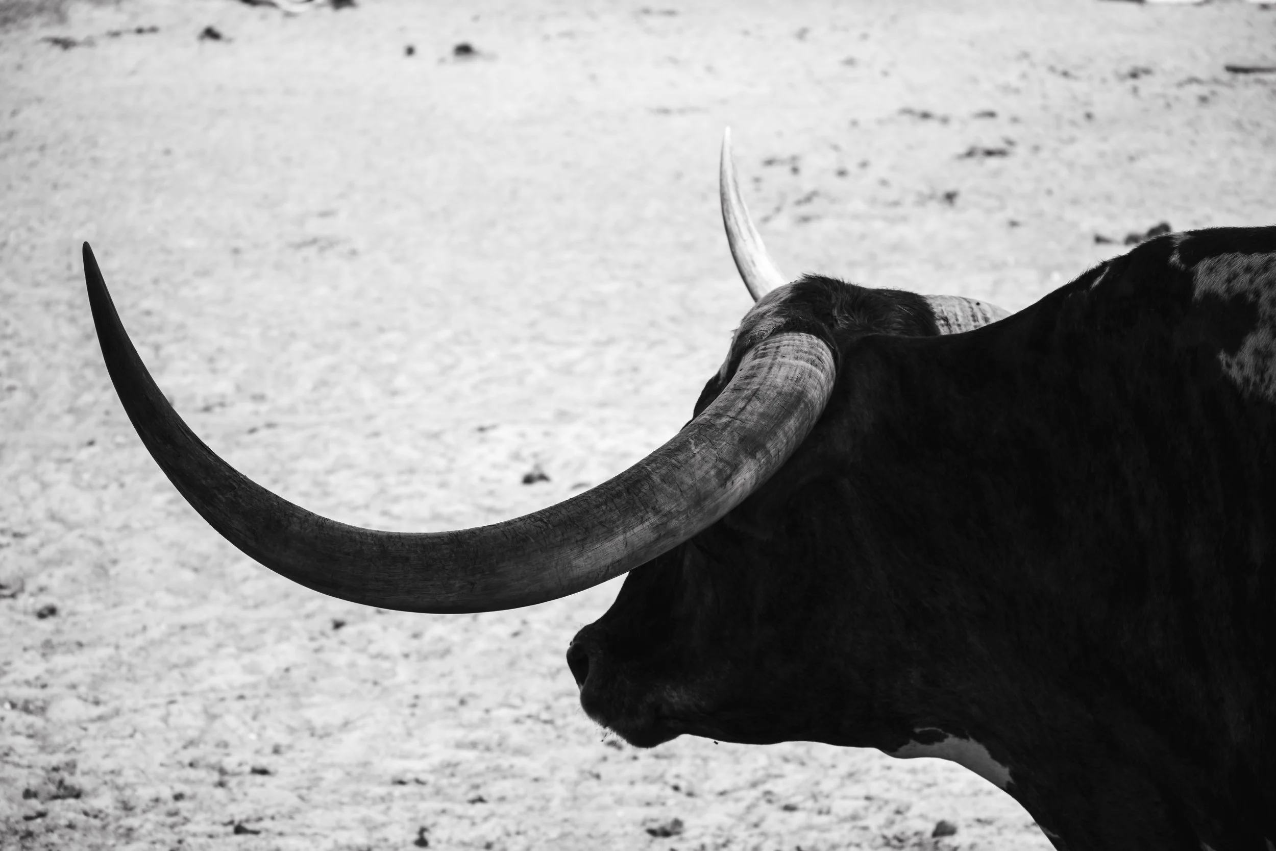 Longhorn 