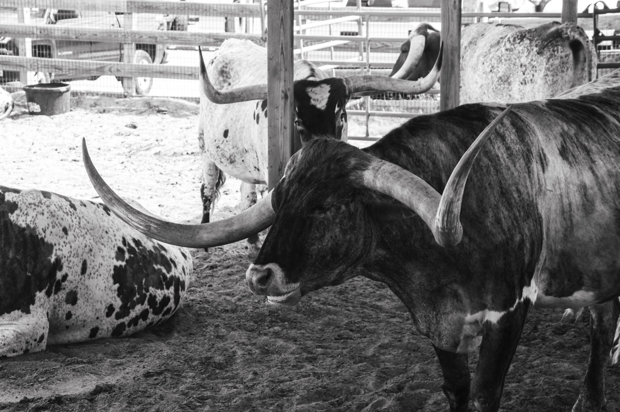 Fort Worth Stockyards Dallas Longhorn