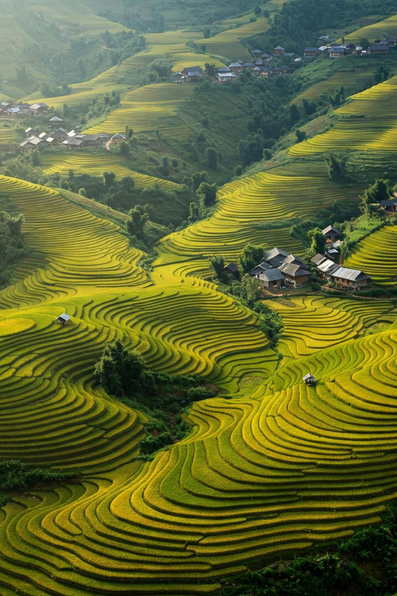 Terraced rice fields on rolling hills with small houses scattered throughout, lush green vegetation, and a distant mountain landscape.