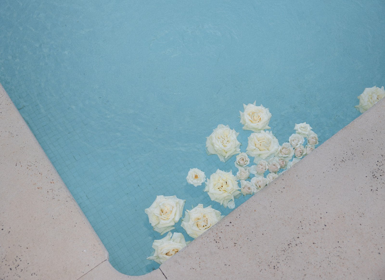 White roses floating in a swimming pool corner.