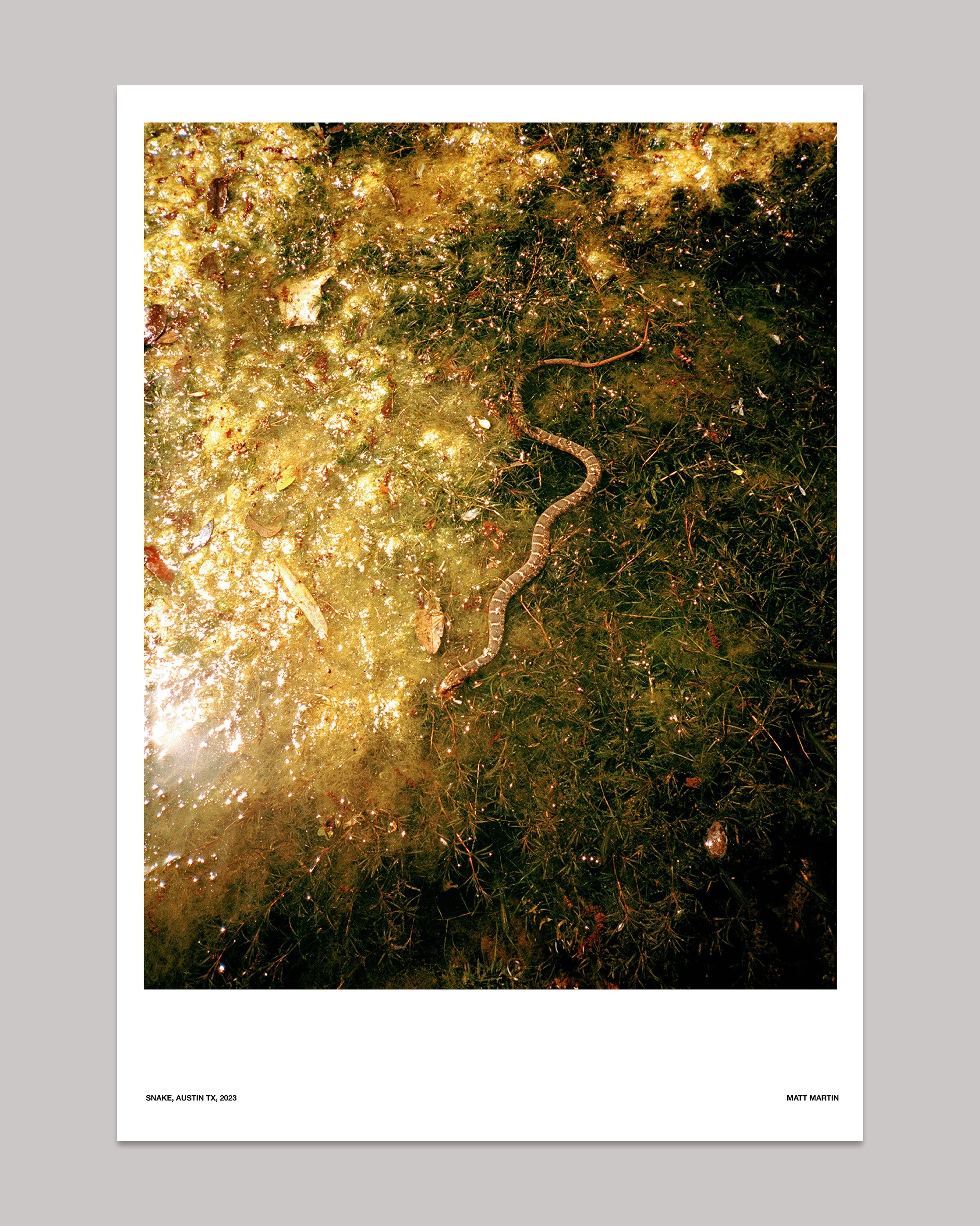 SNAKE.jpg