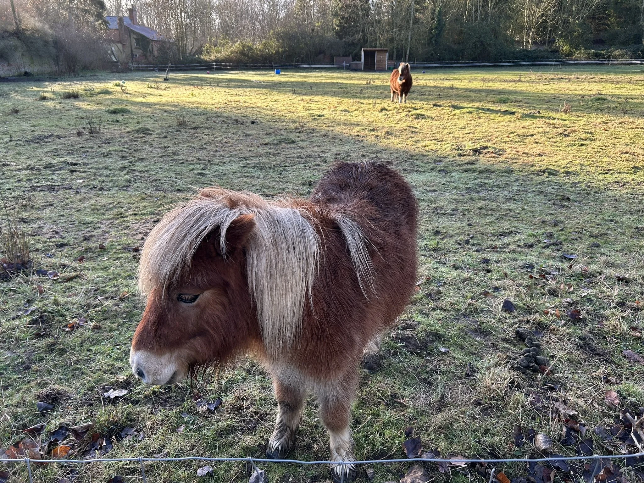 Shetland pony grazing in winter paddock at The Grove