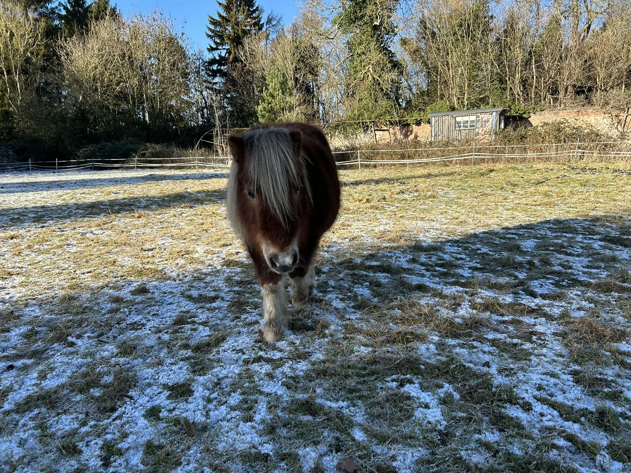 Shetland pony on frosty grass at The Grove at Melchbourne
