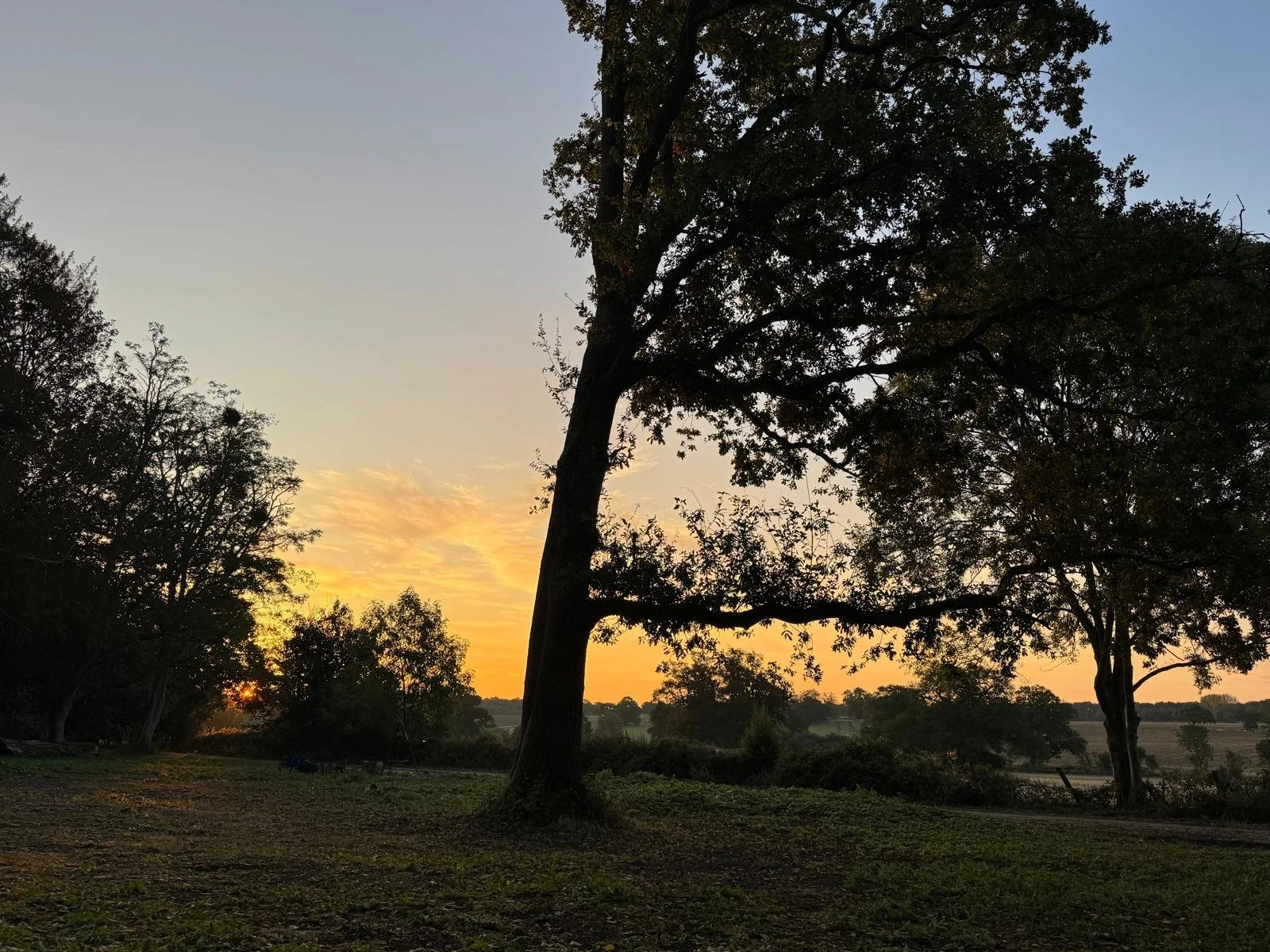 Sunset through trees over the Bedfordshire countryside