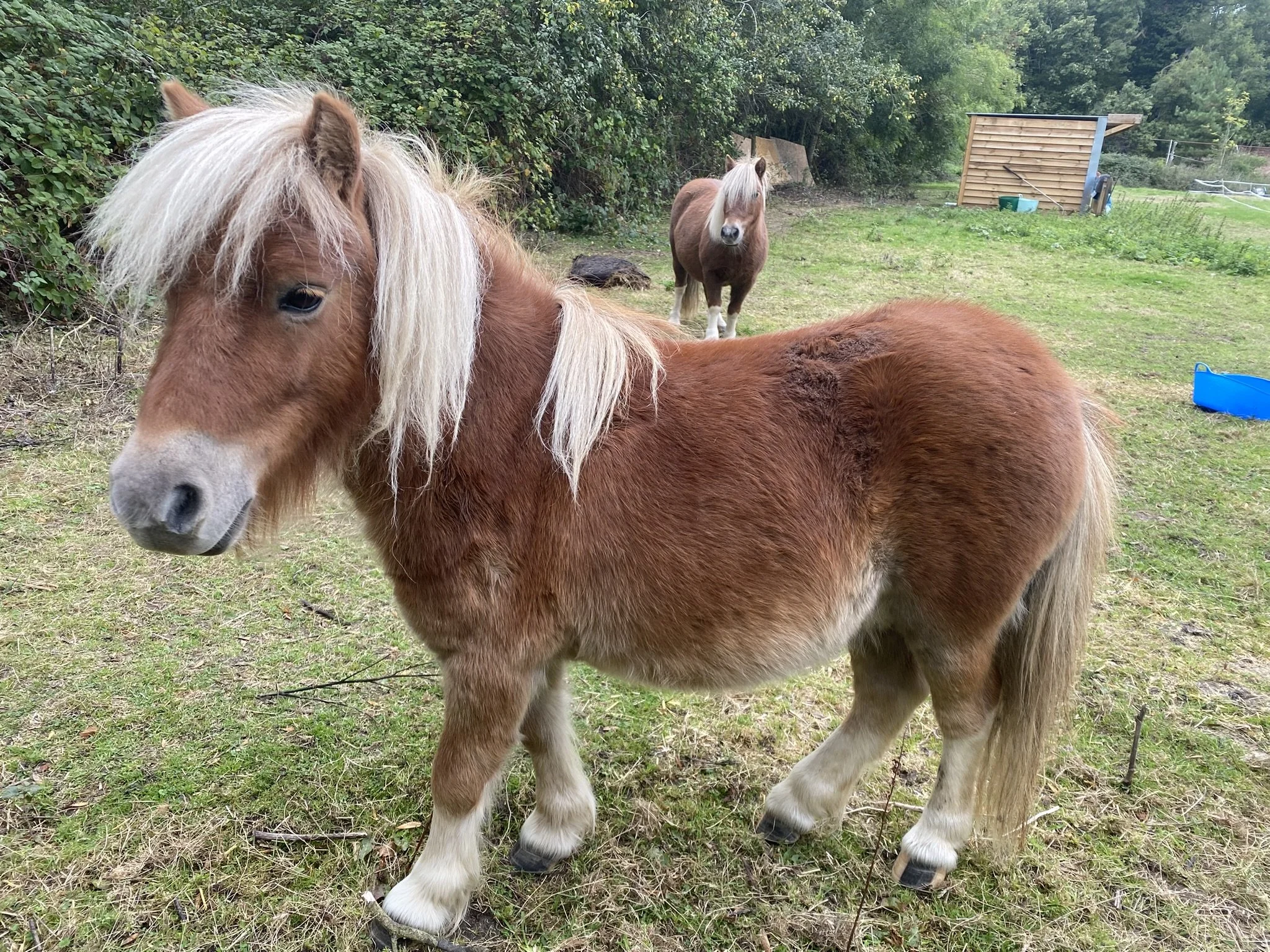 Shetland pony standing in paddock at The Grove at Melchbourne