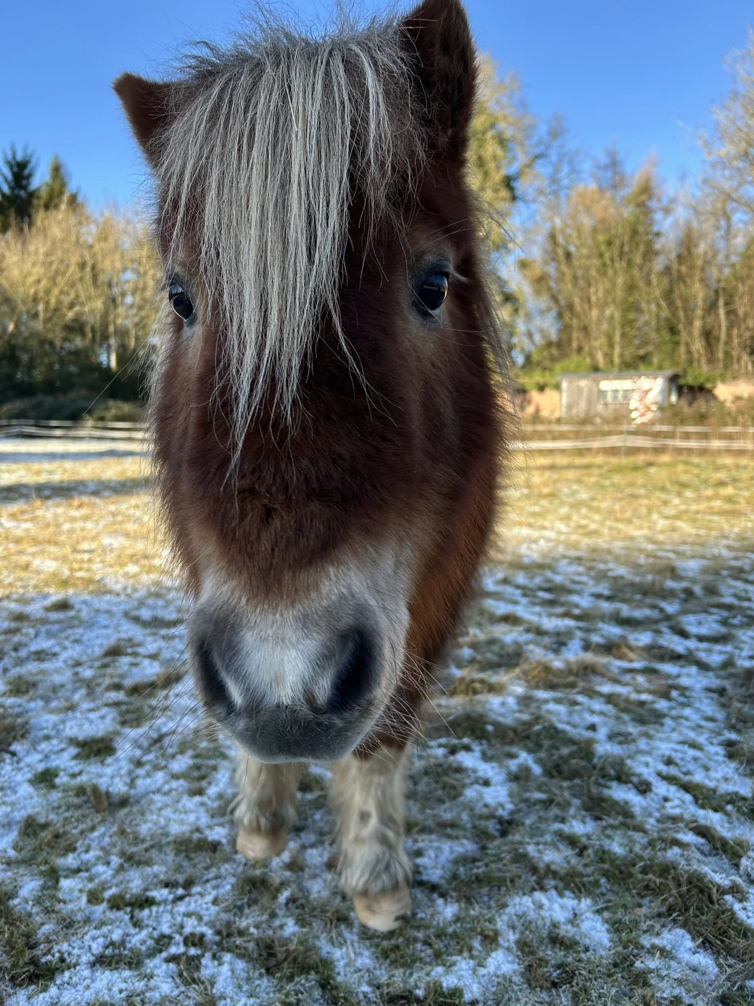 Close-up of Shetland pony on frosty morning at The Grove