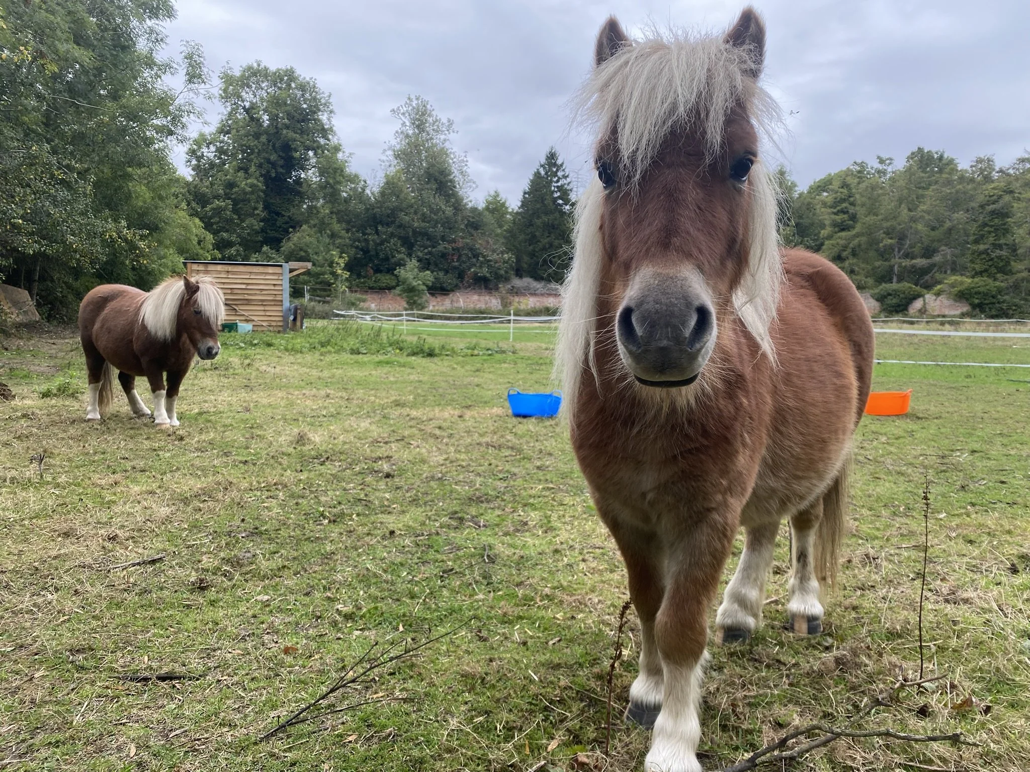 Friendly Shetland pony walking toward camera in paddock