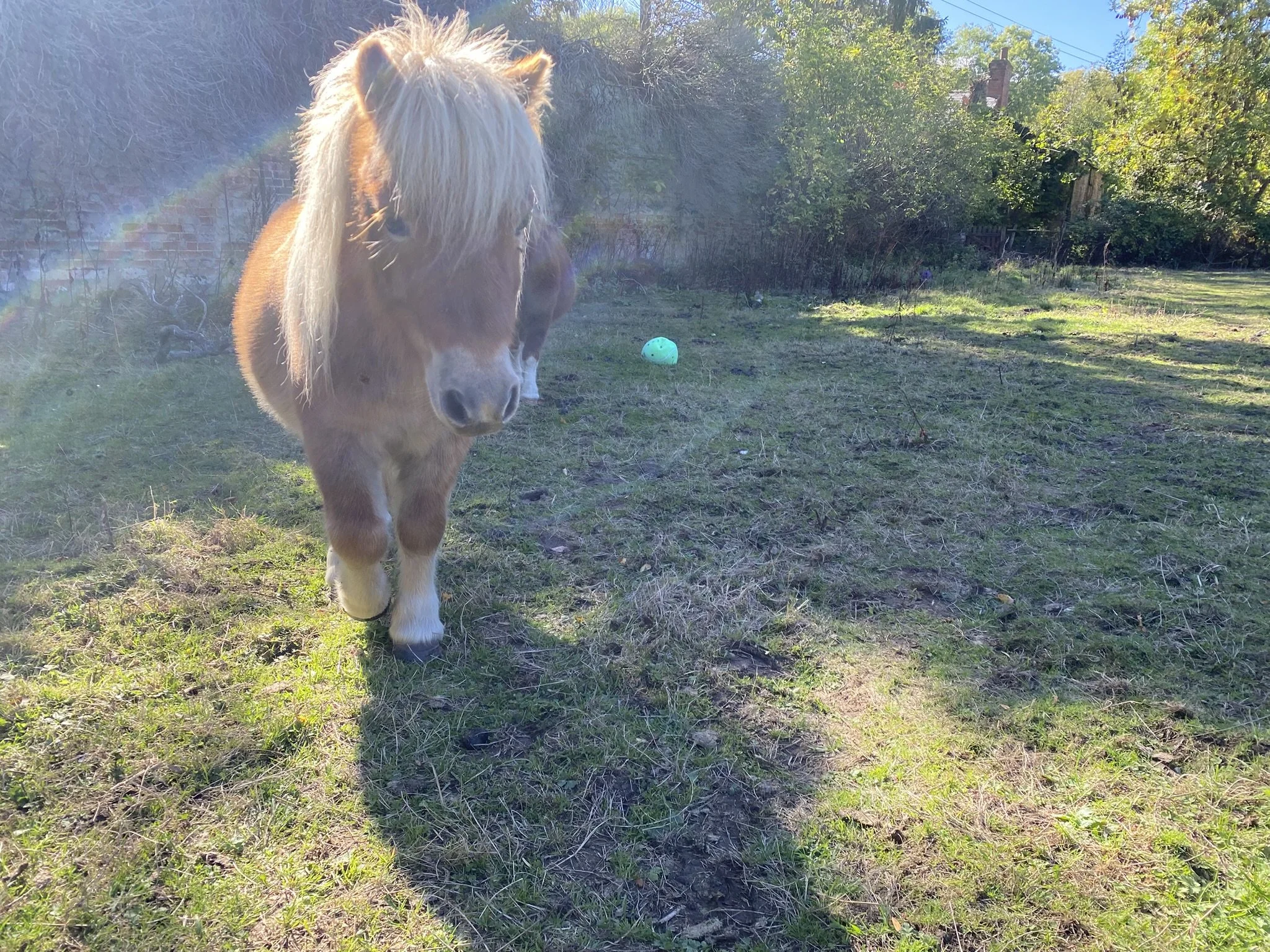 Shetland pony in sunshine at family-friendly glamping site